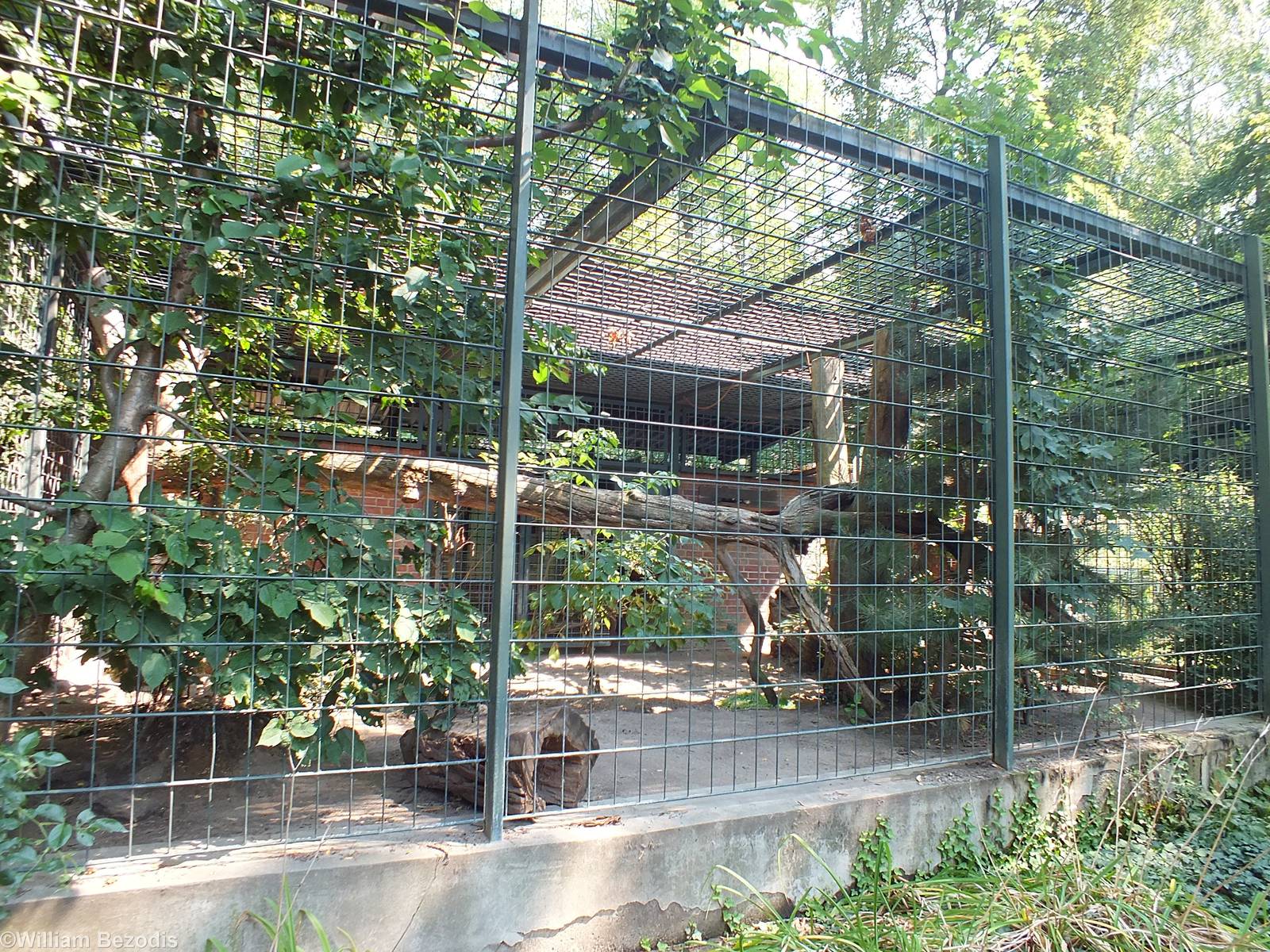 Snow Leopard Enclosure