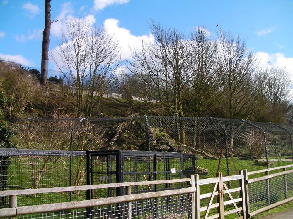 Snow Leopard enclosure
