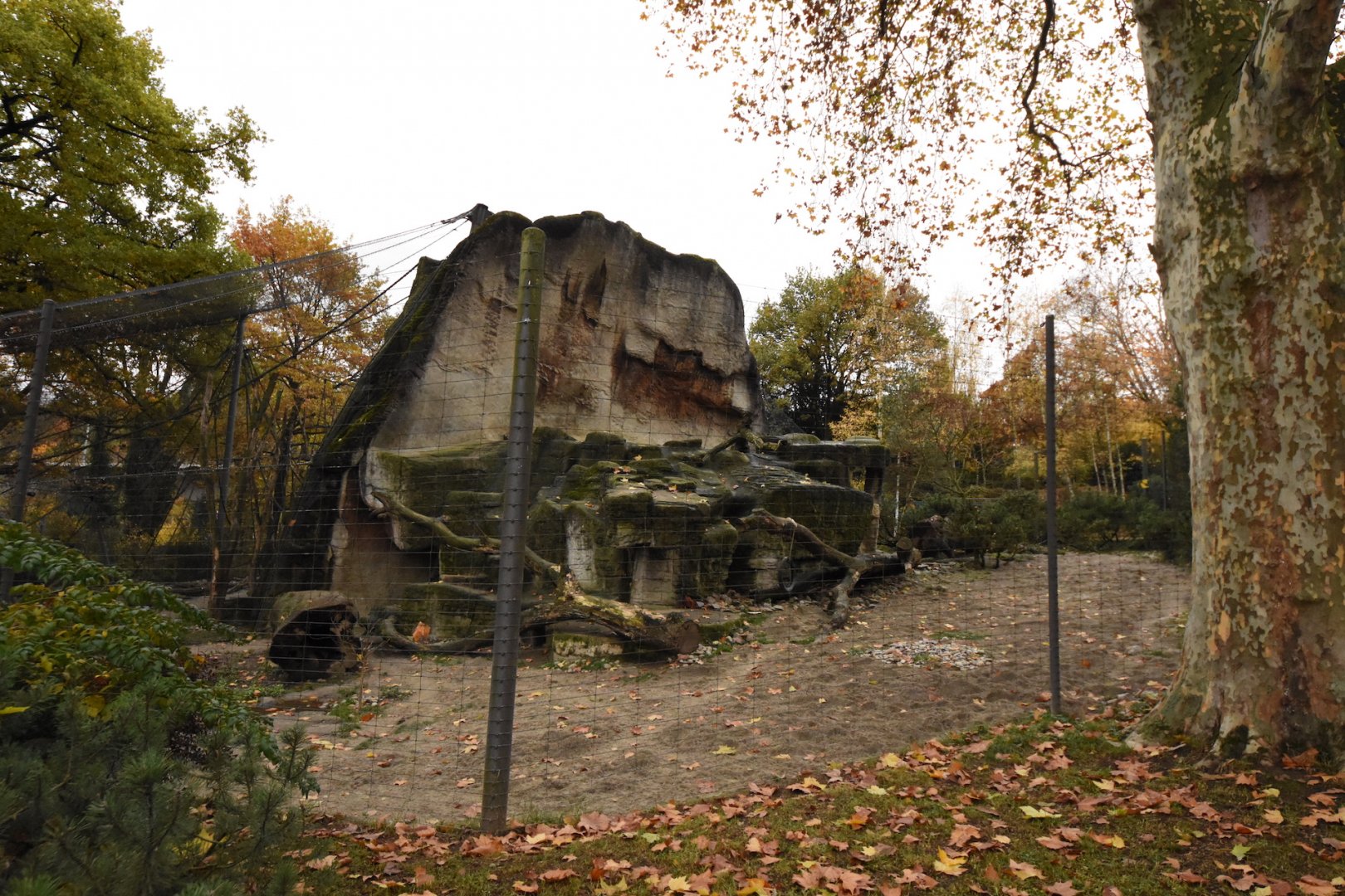 Snow leopard enclosure