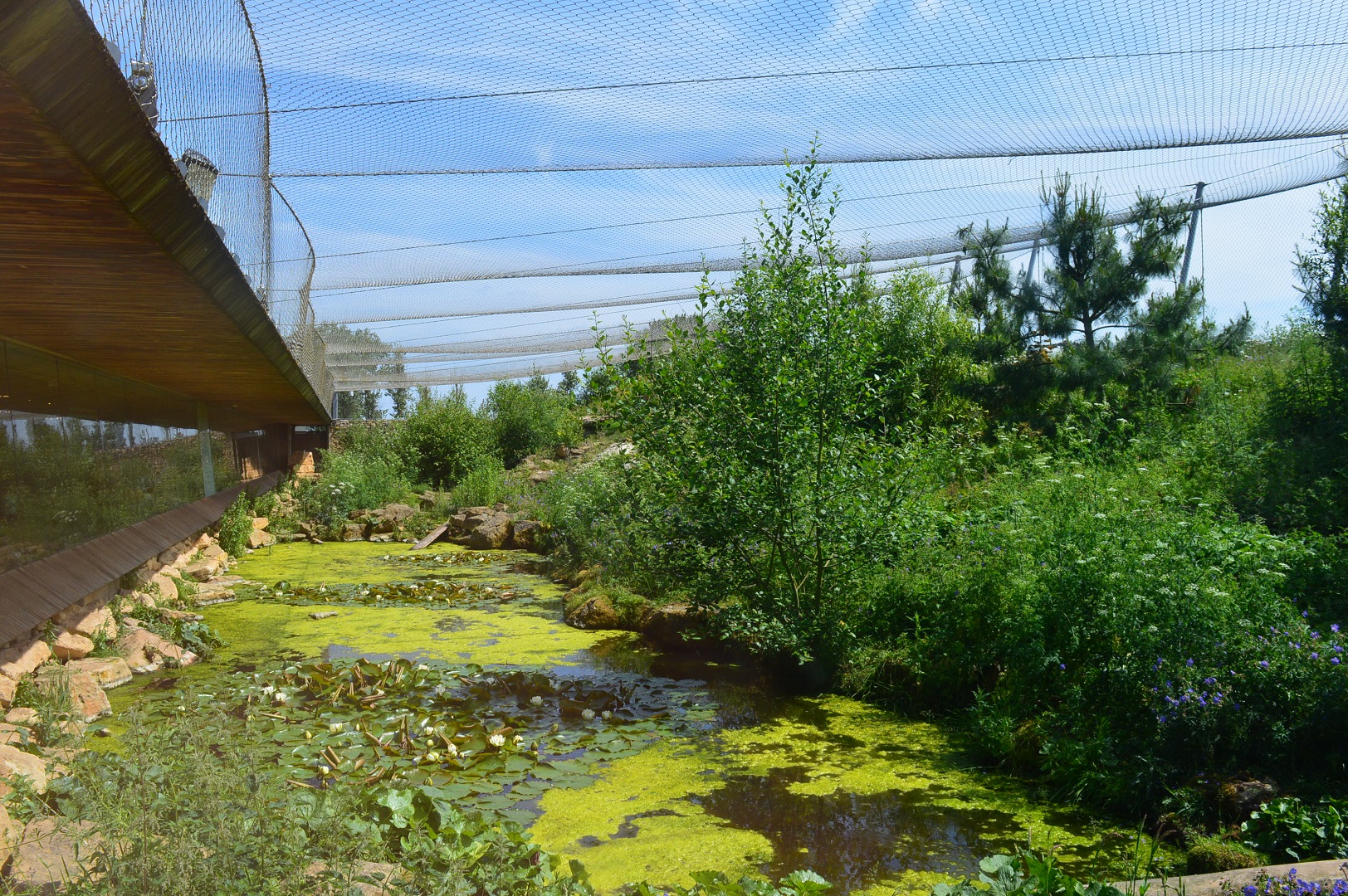 Snow leopard enclosure