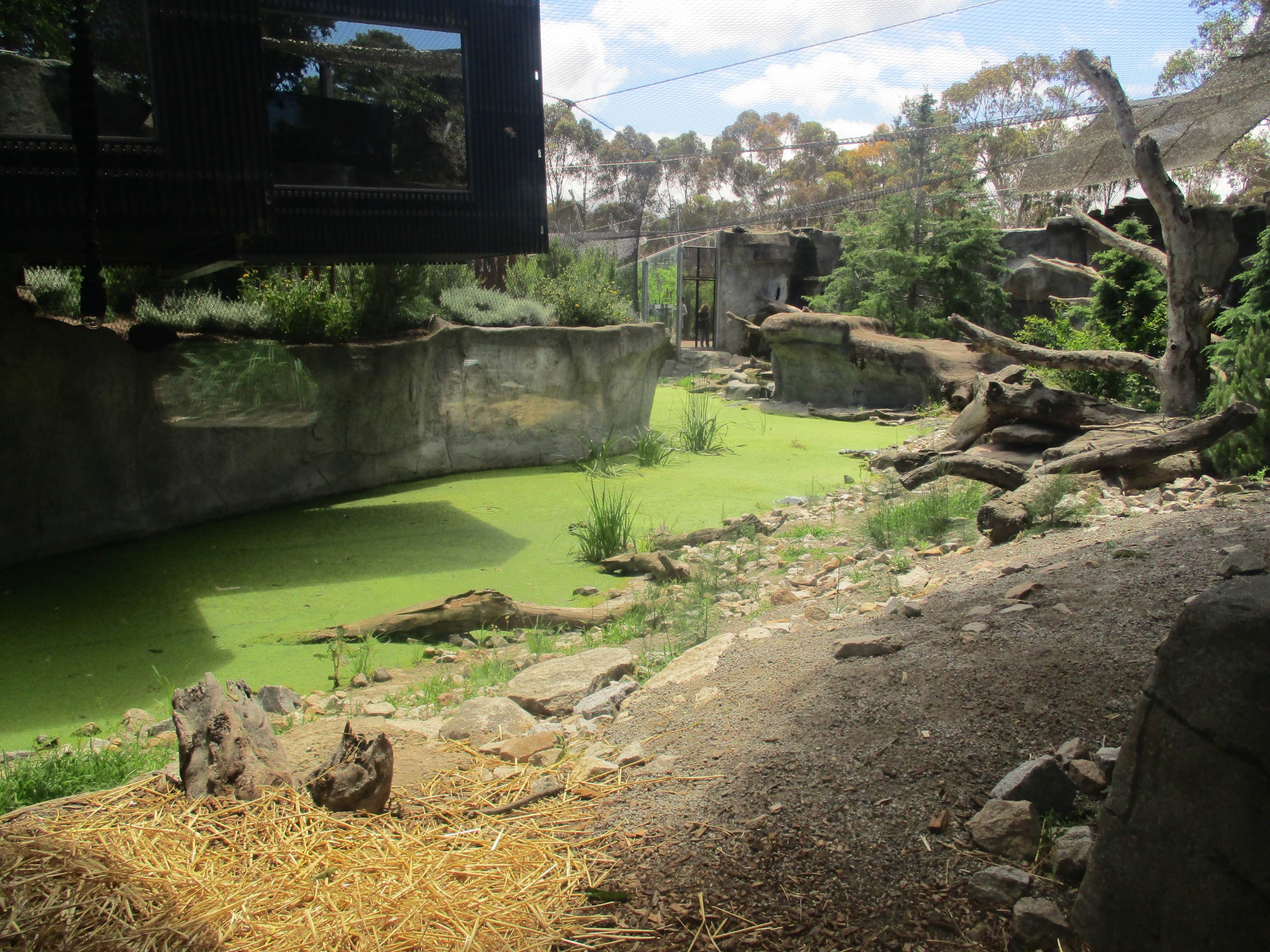Snow Leopard Enclosure