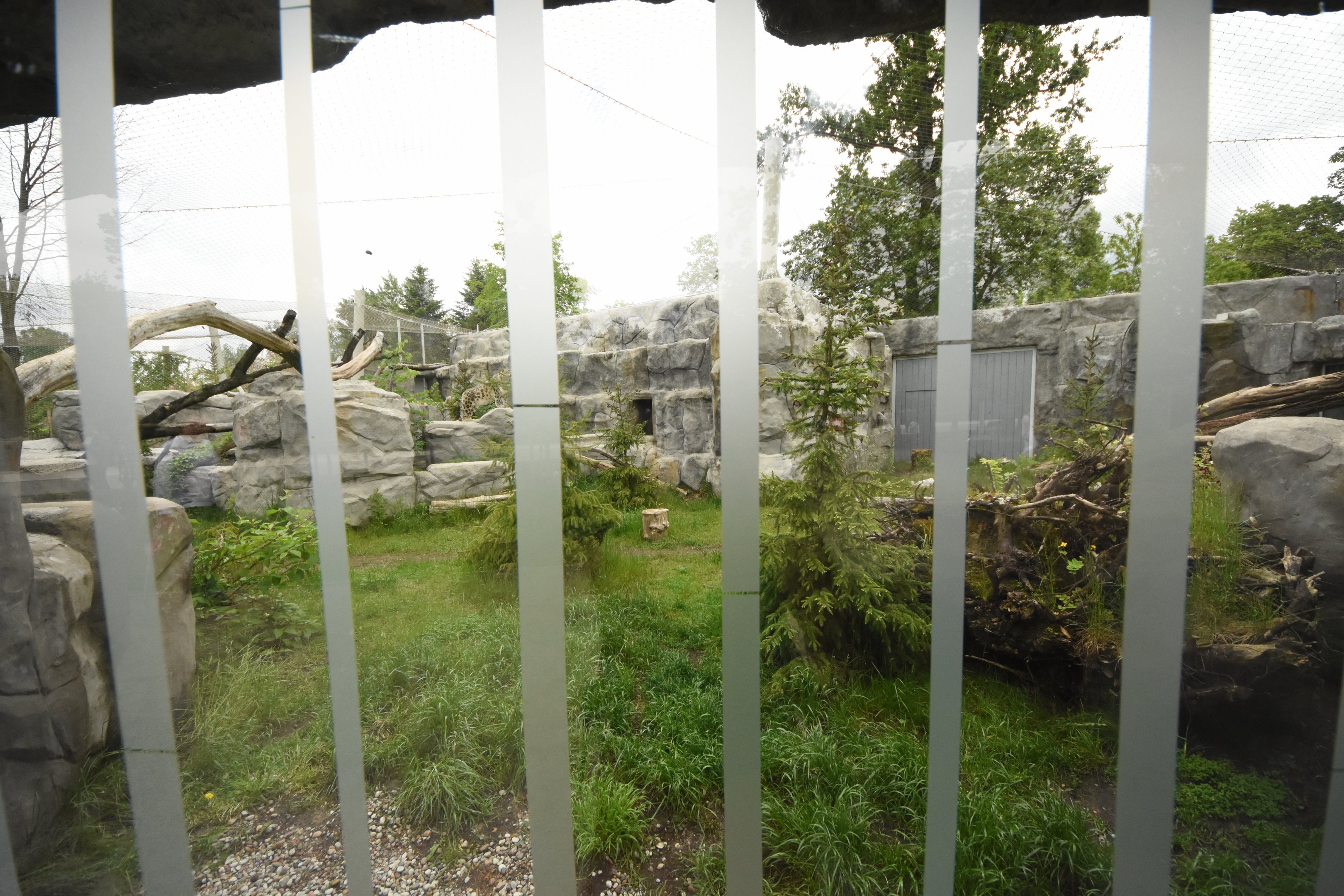 Snow leopard enclosure