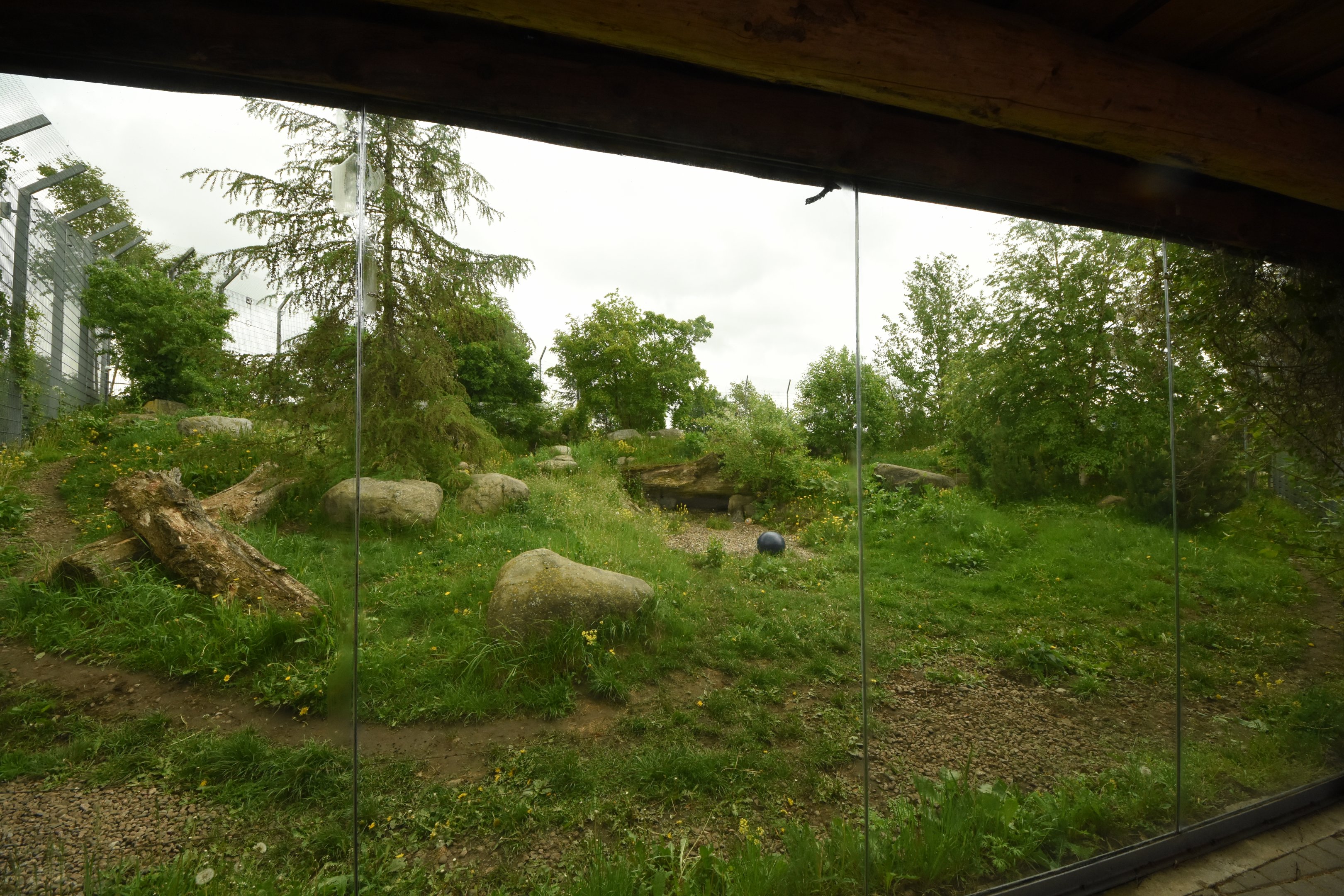 Snow leopard enclosure