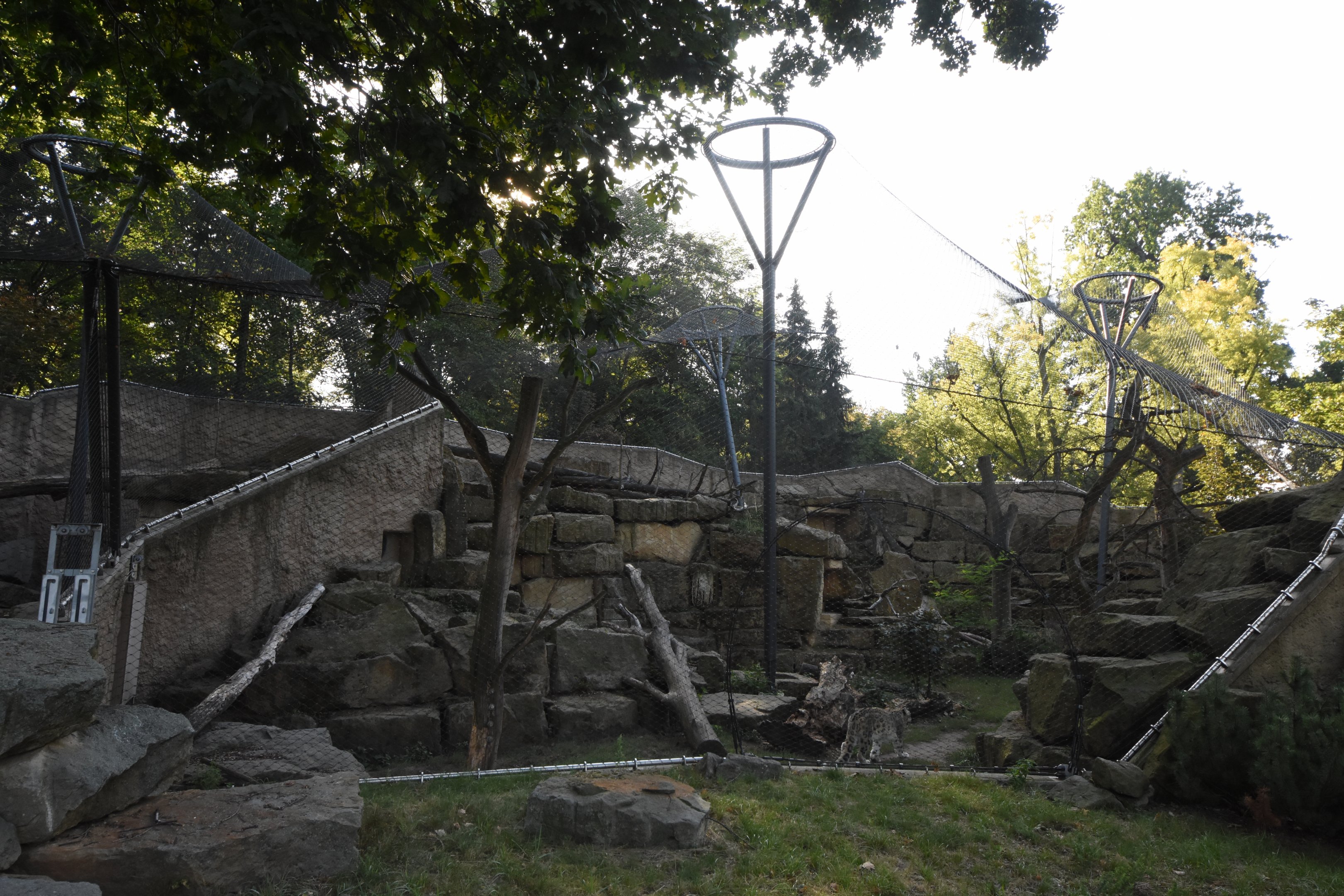 Snow leopard enclosure