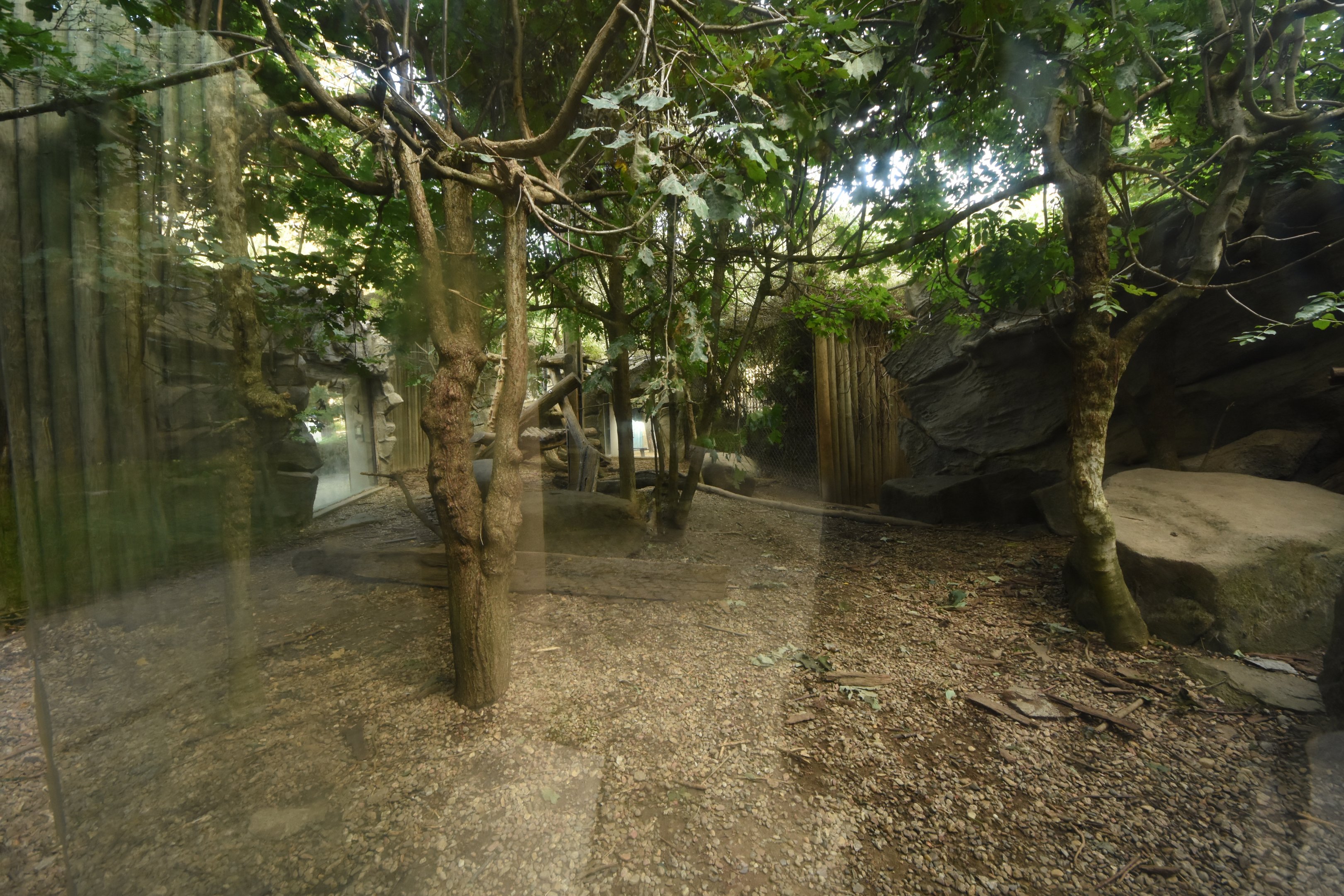 Snow leopard enclosure