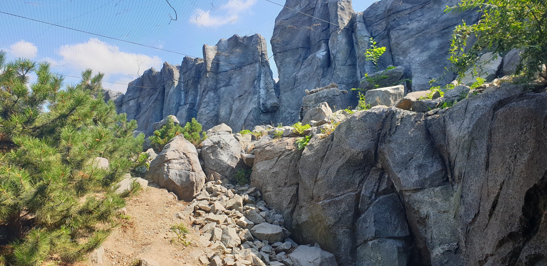 Snow Leopard Enclosure