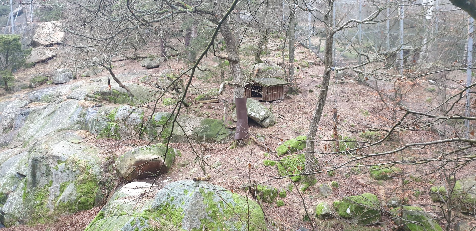 Snow leopard enclosure
