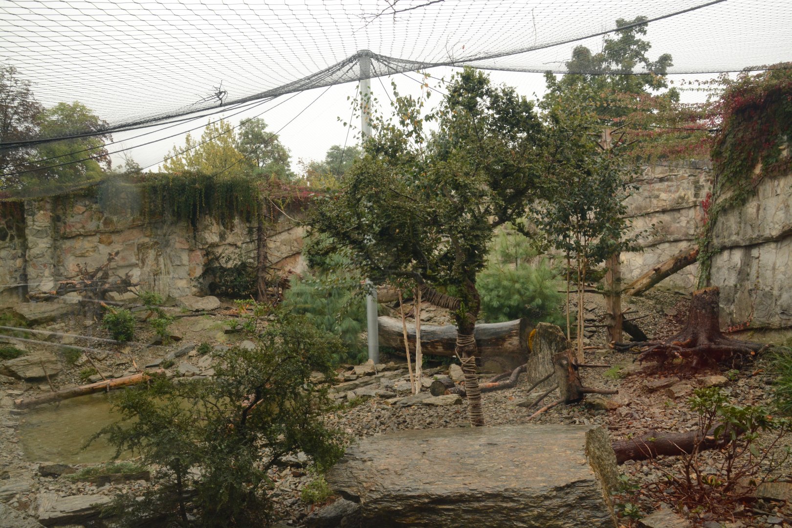 Snow Leopard enclosure