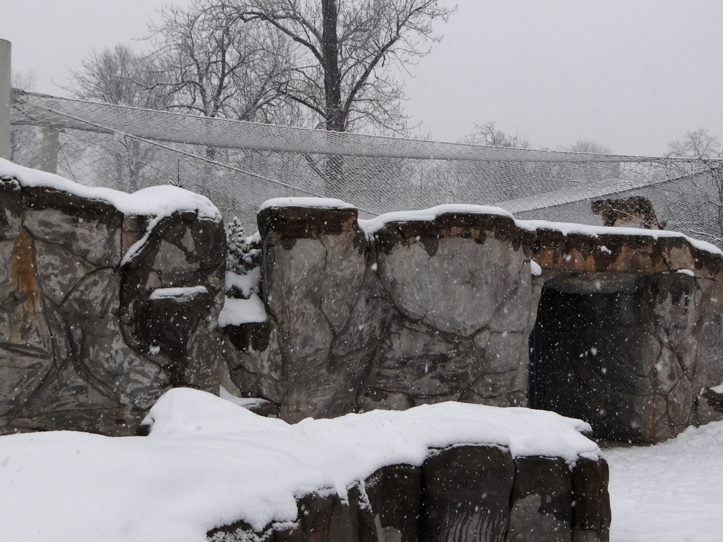 Snow Leopard enclosure