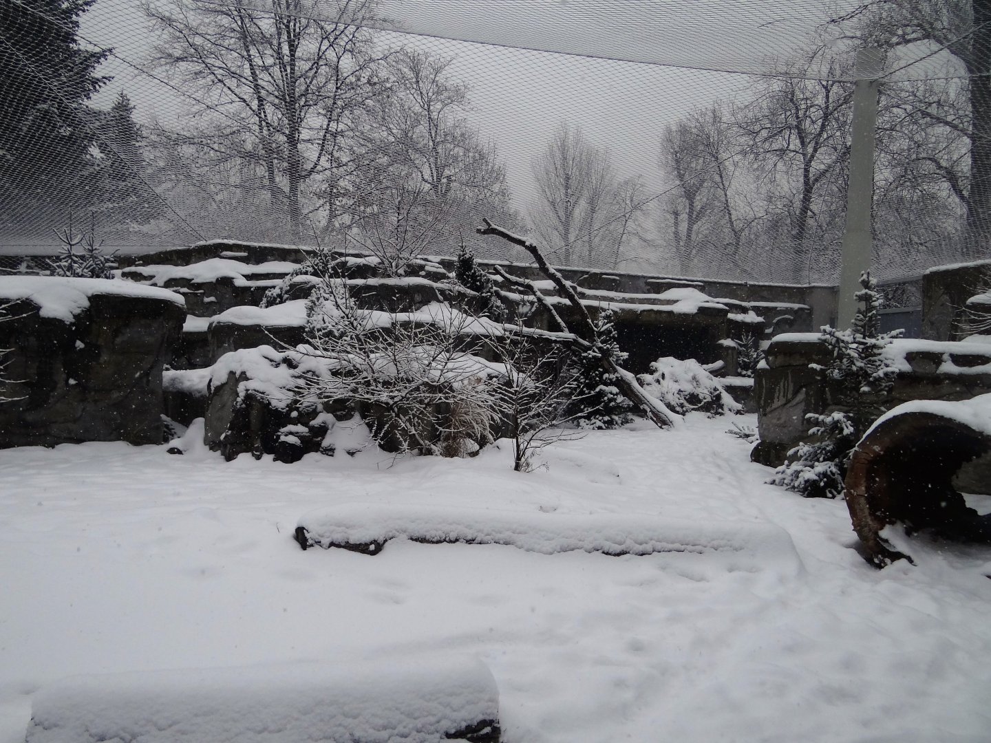 Snow Leopard enclosure