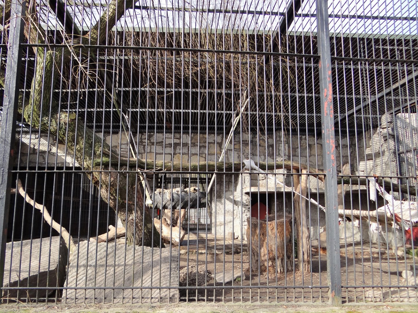 Snow leopard enclosure