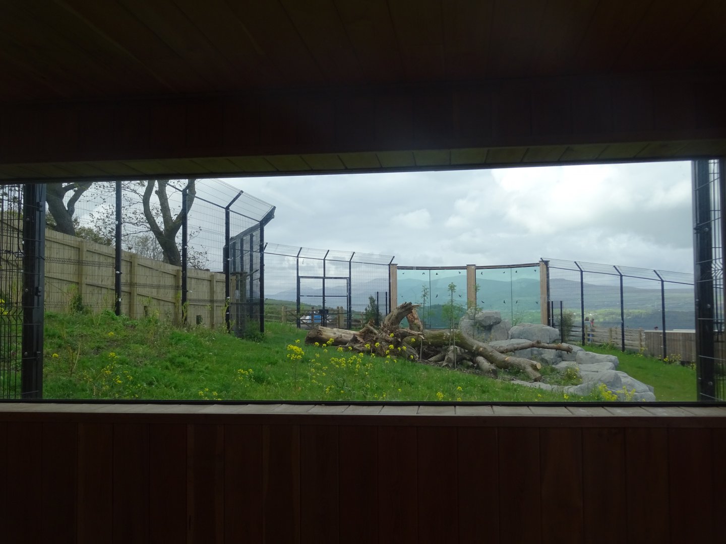 Snow leopard enclosure