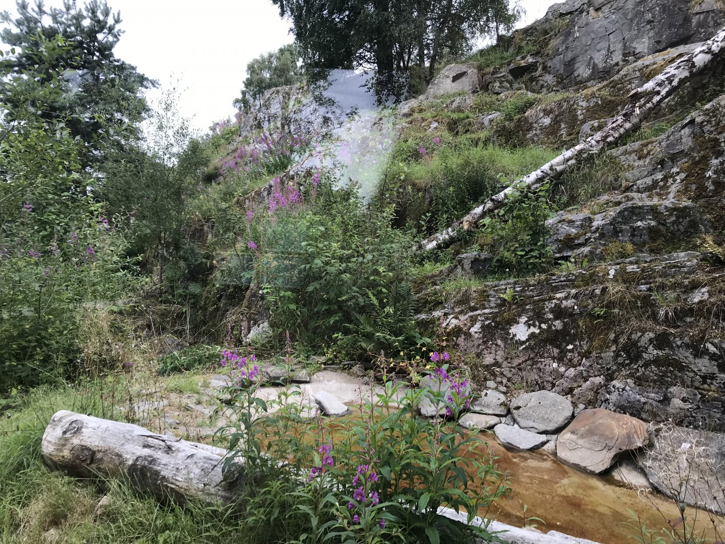 Snow leopard enclosure