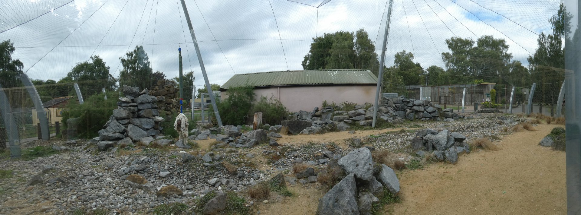 Snow leopard enclosure