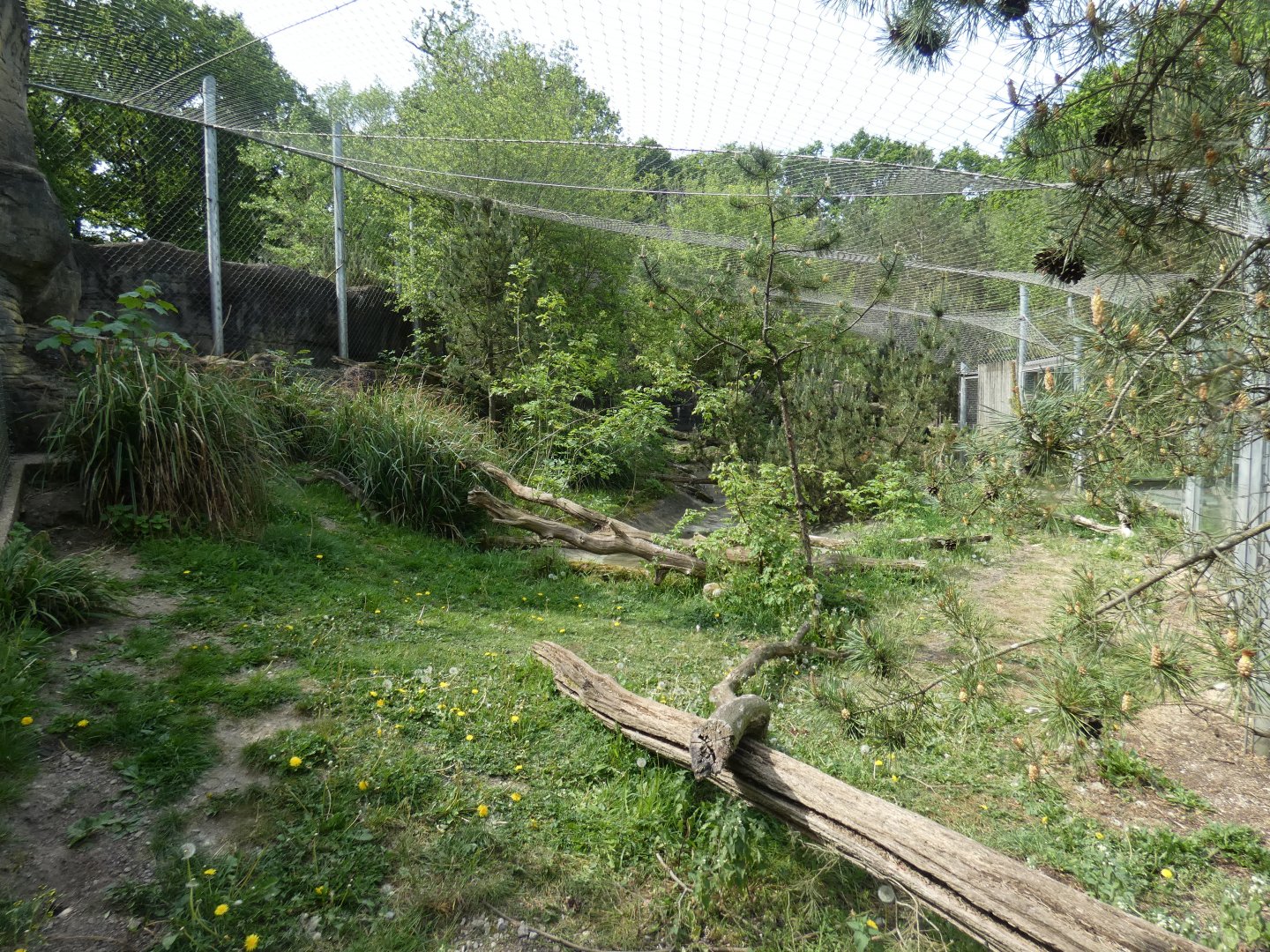 Snow leopard enclosure