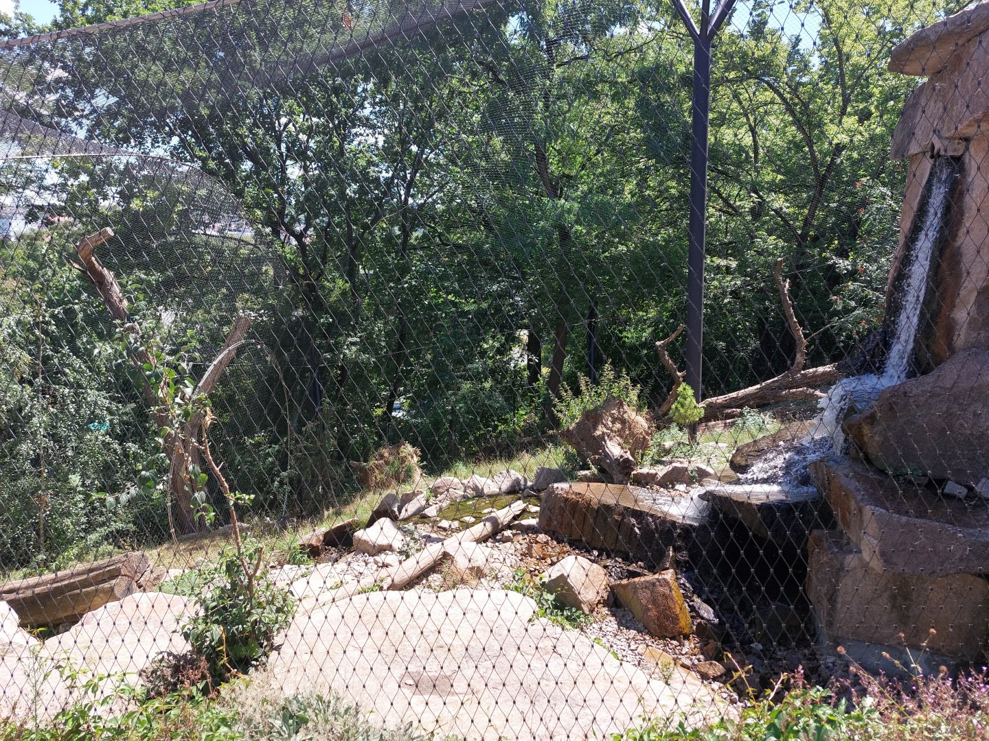 Snow leopard enclosure