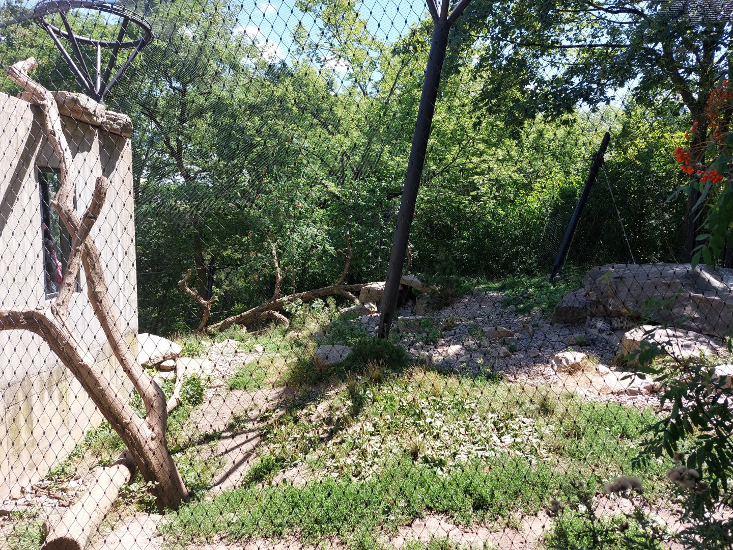 Snow leopard enclosure