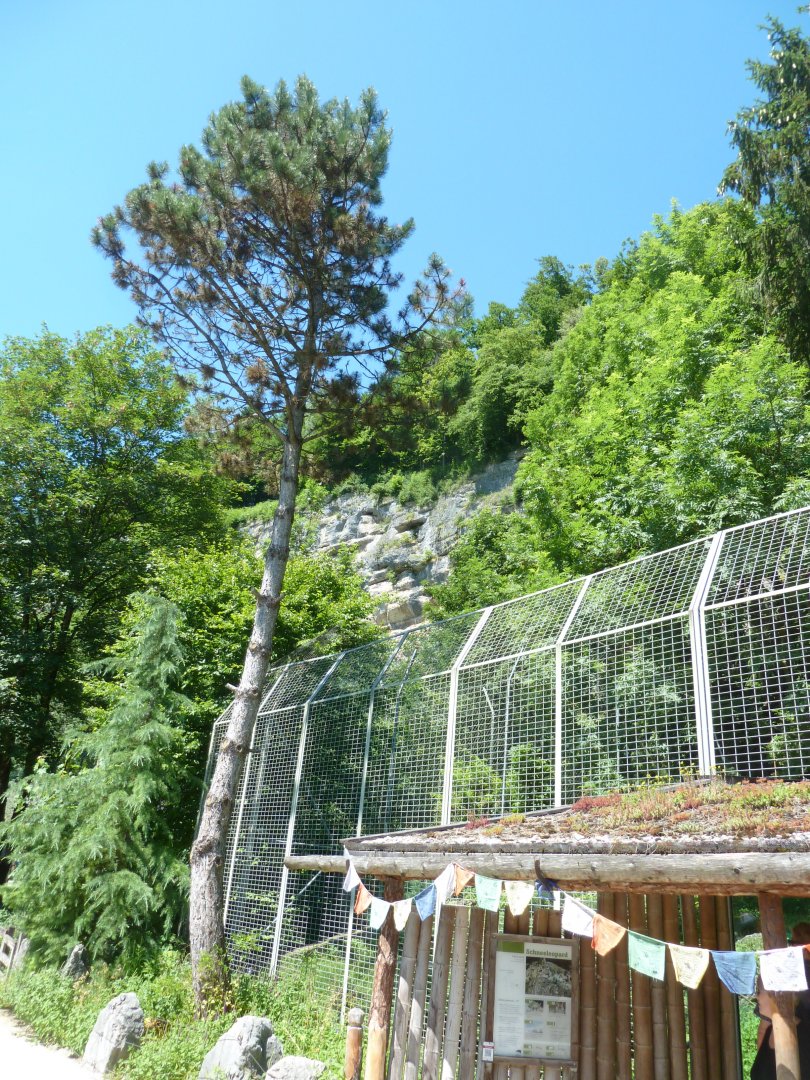 Snow leopard enclosure