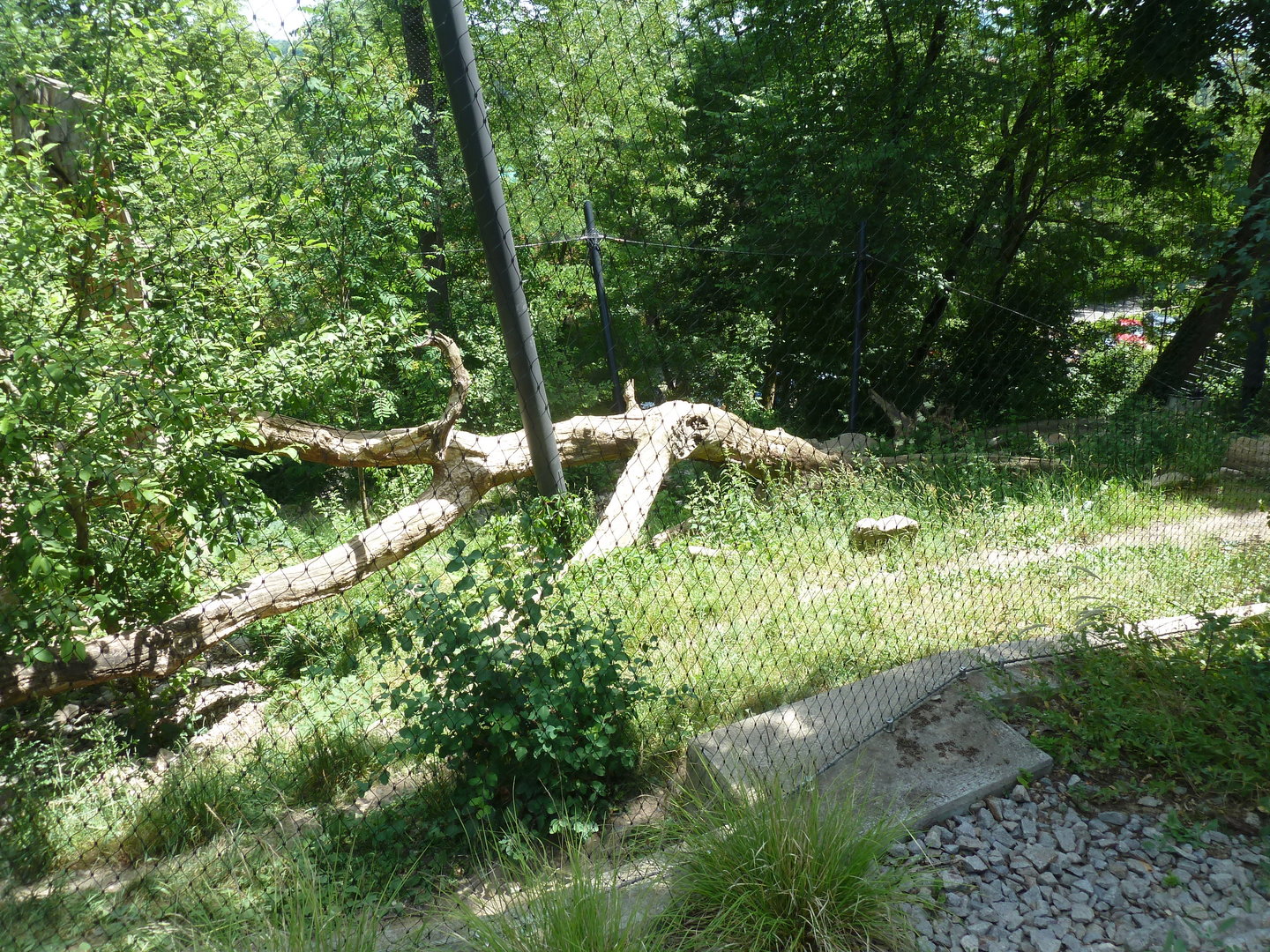 Snow leopard enclosure