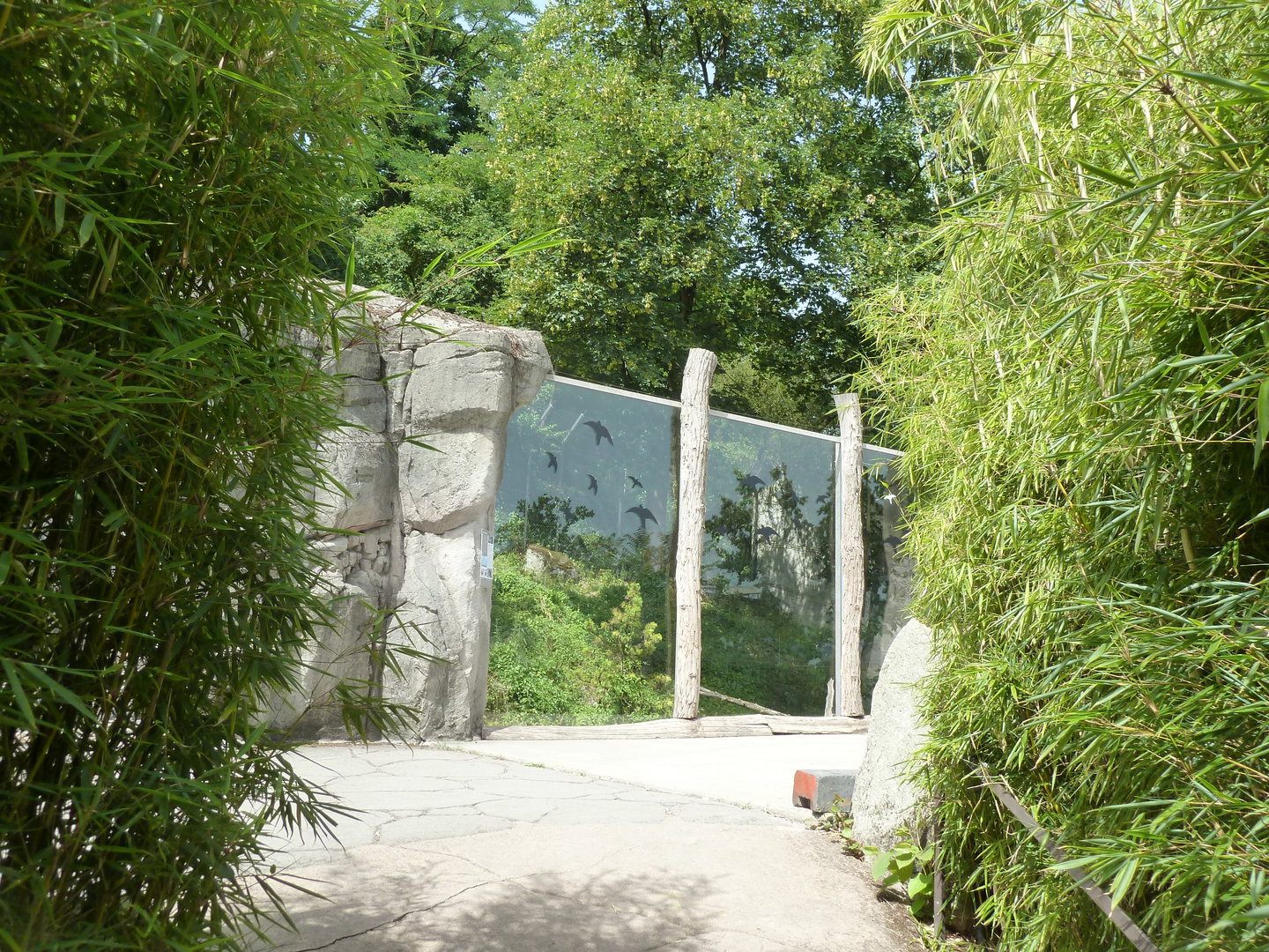 Snow leopard enclosure