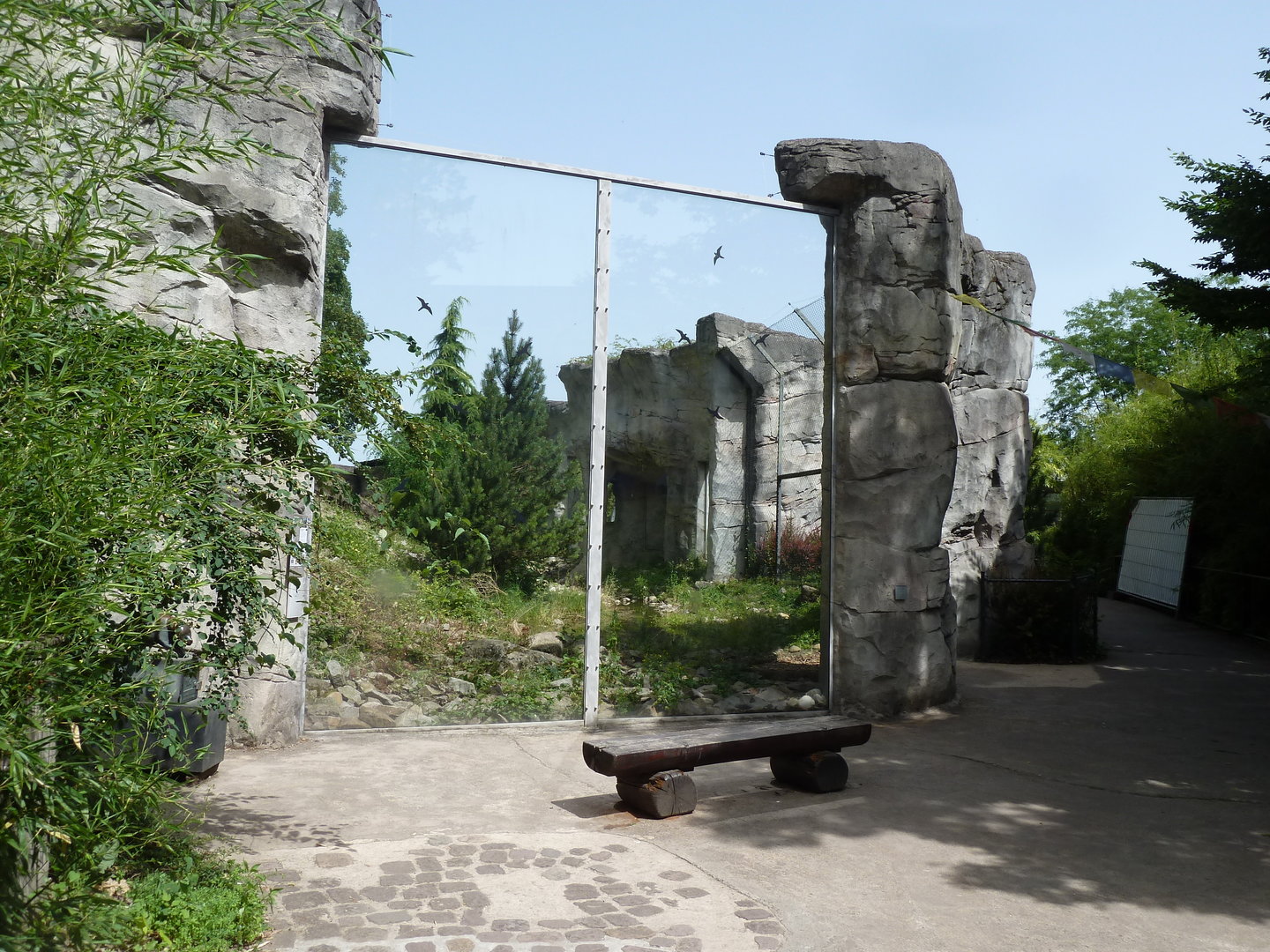 Snow leopard enclosure