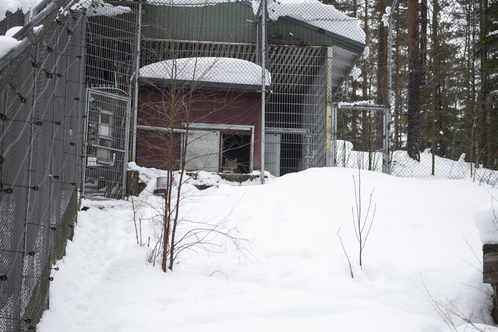 Snow leopard enclosure