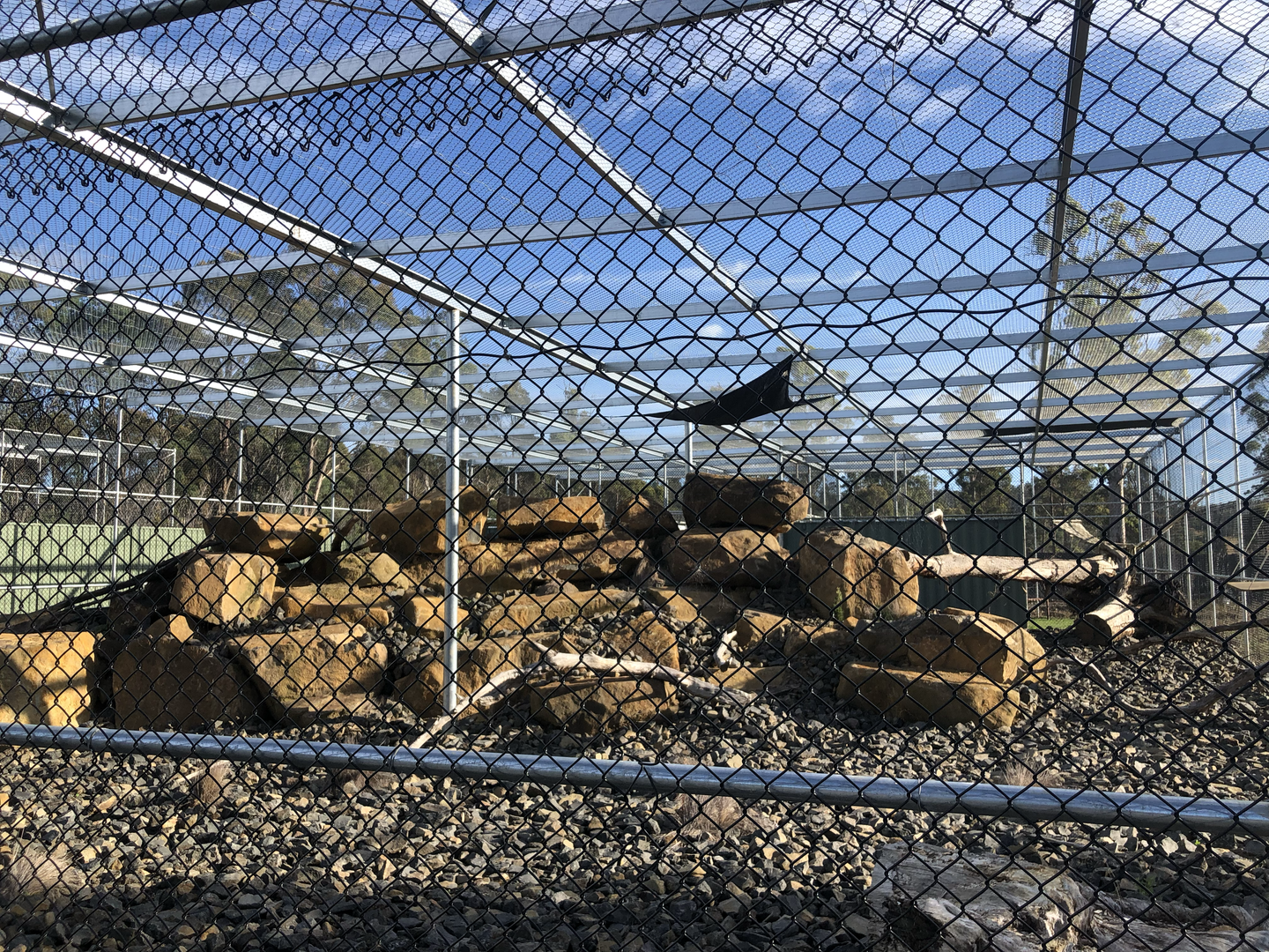 Snow Leopard enclosure