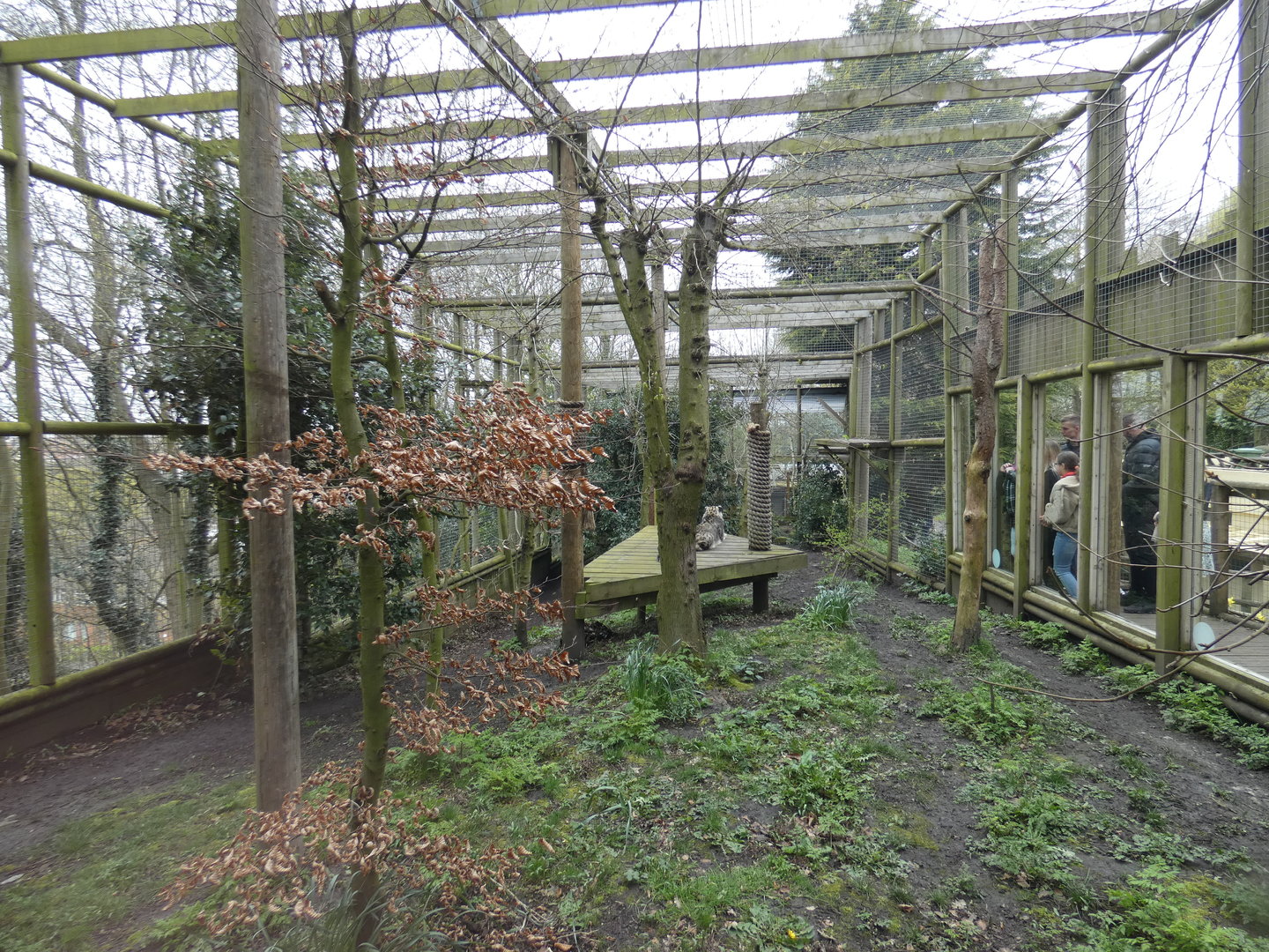 Snow leopard enclosure