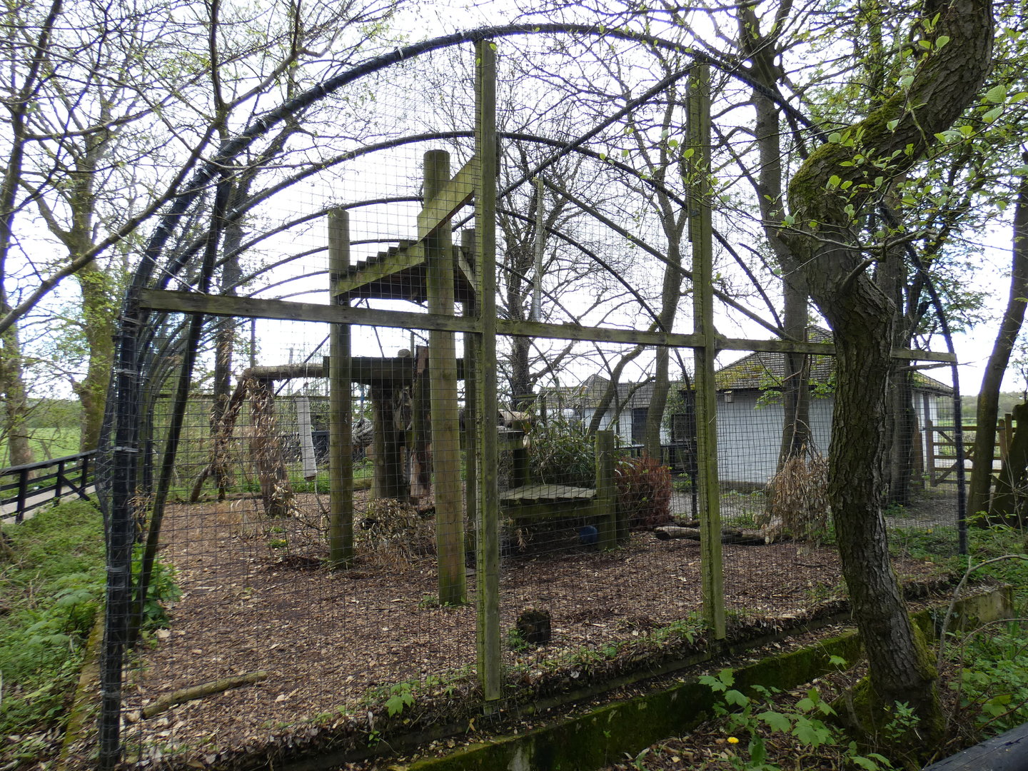 Snow leopard enclosure
