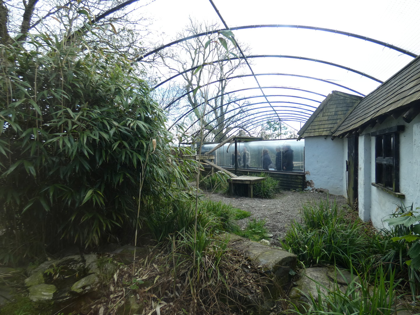 Snow leopard enclosure