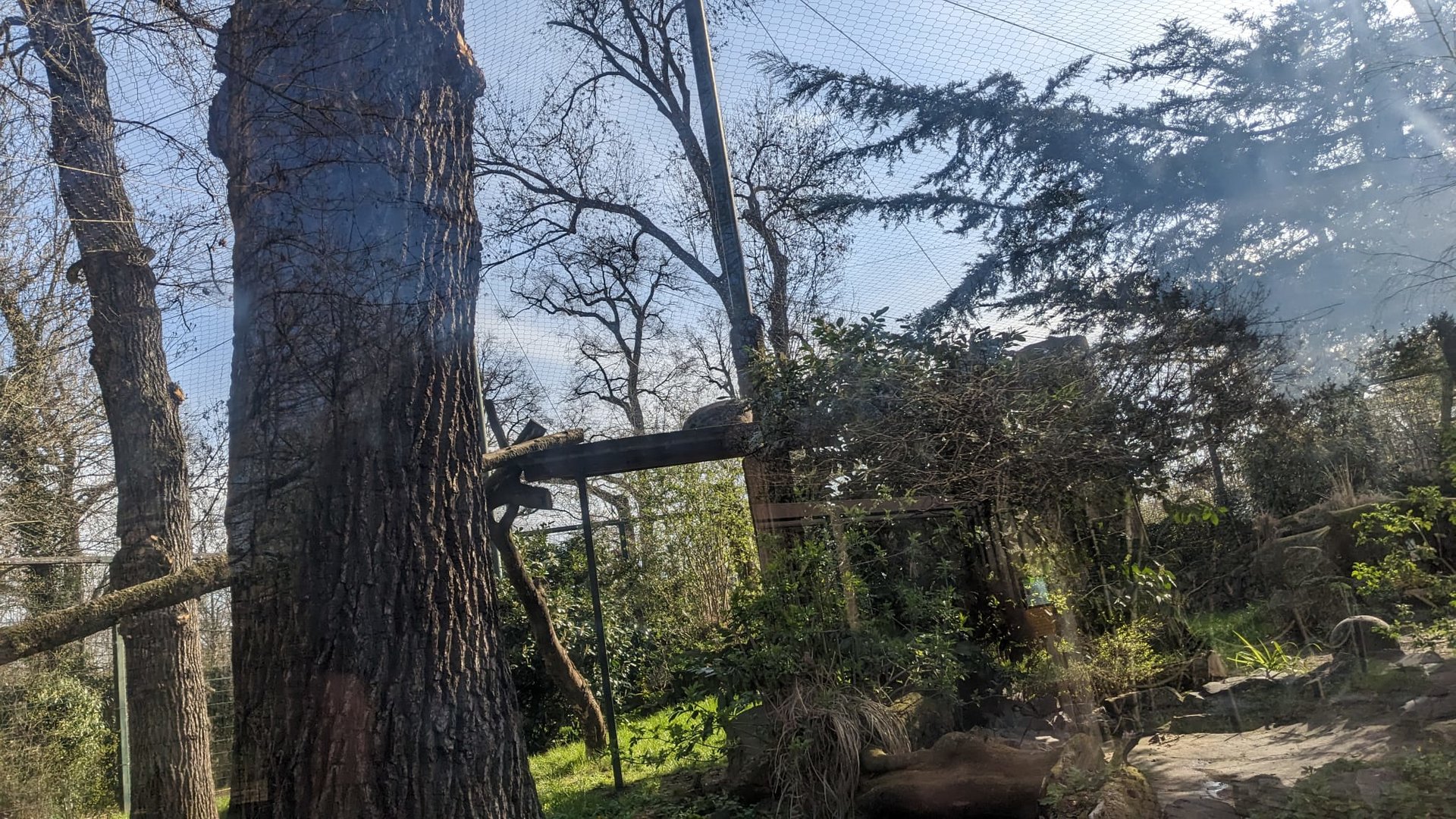 Snow Leopard Enclosure