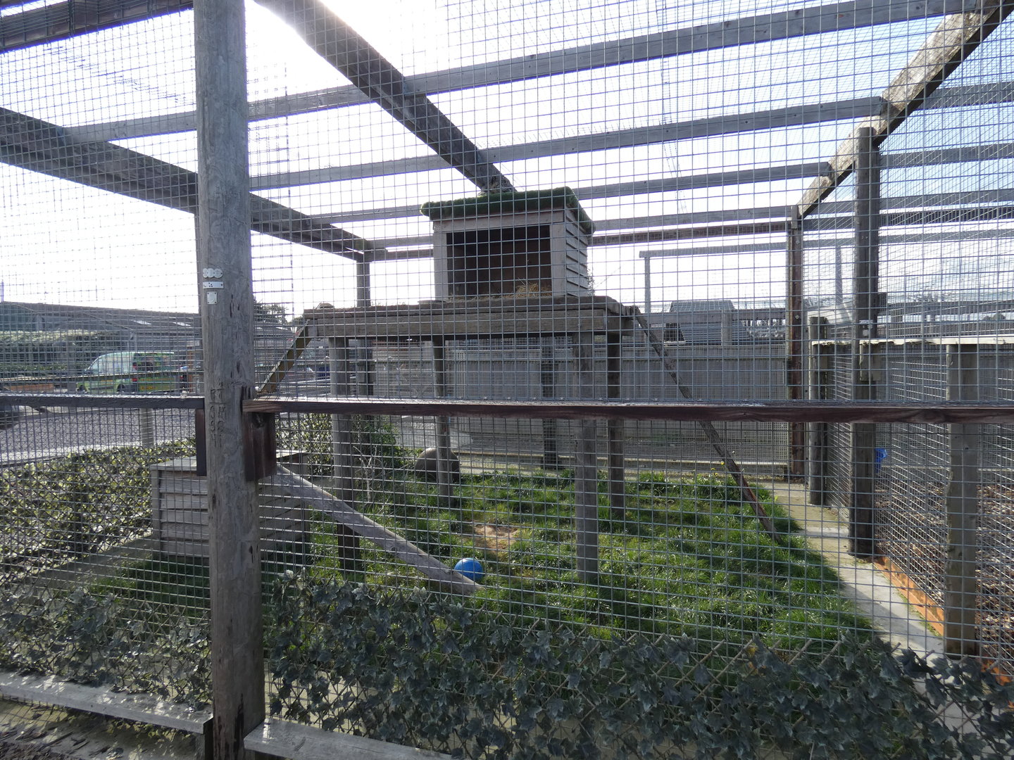 Snow leopard enclosure