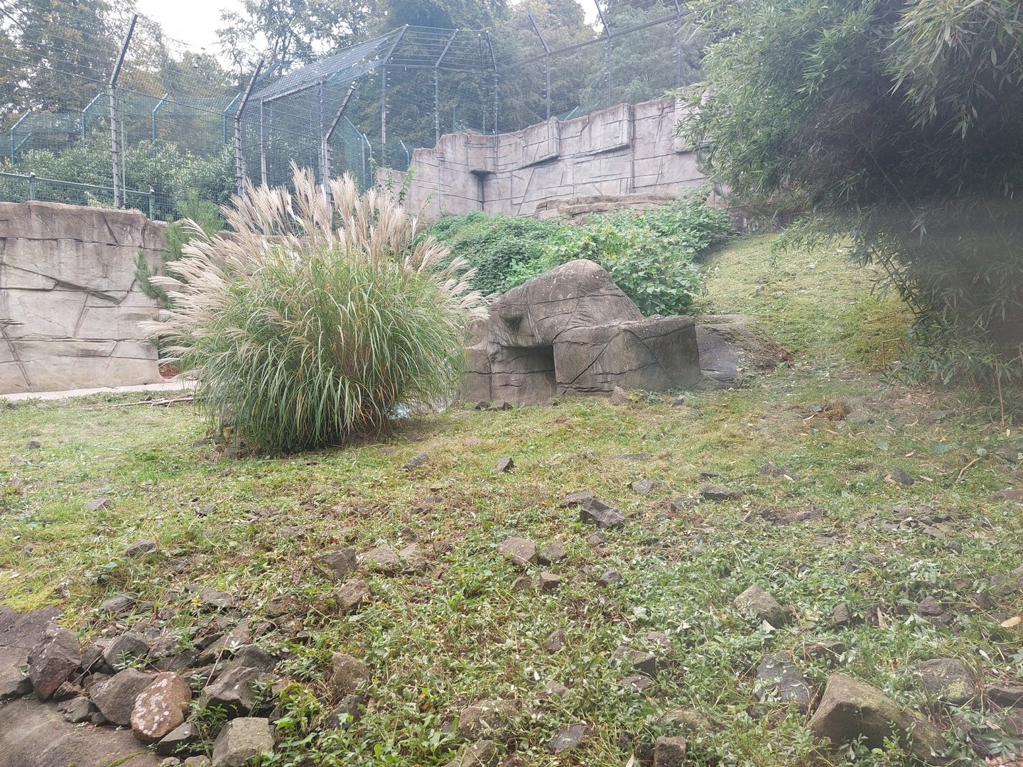 Snow leopard enclosure