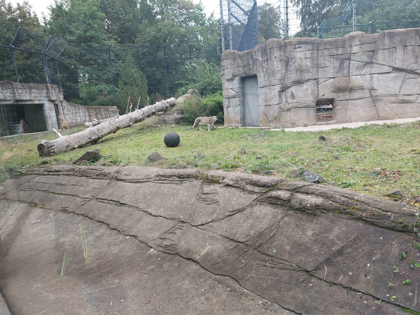 Snow leopard enclosure
