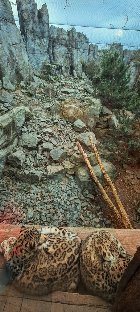 Snow leopard enclosure