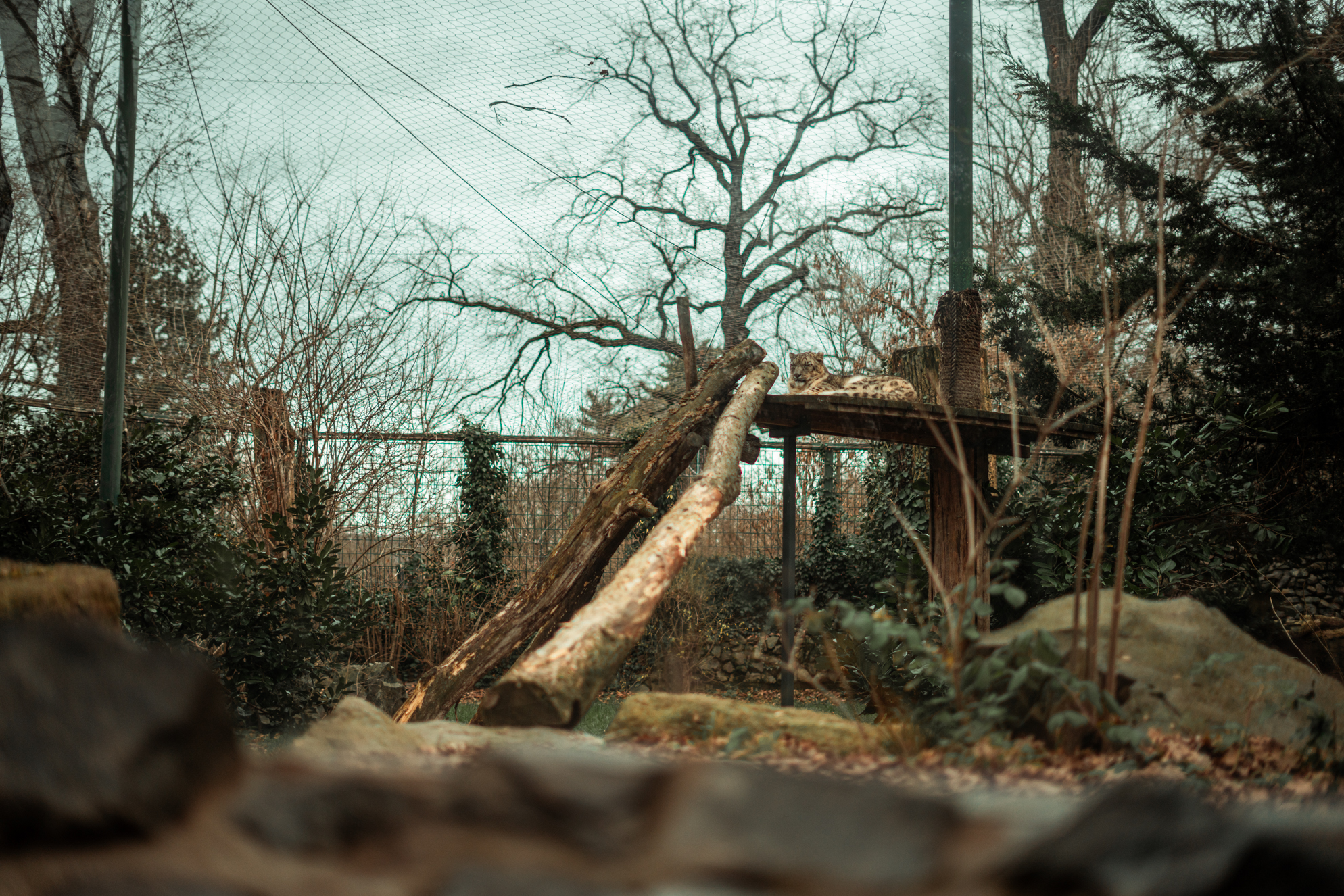 Snow leopard enclosure