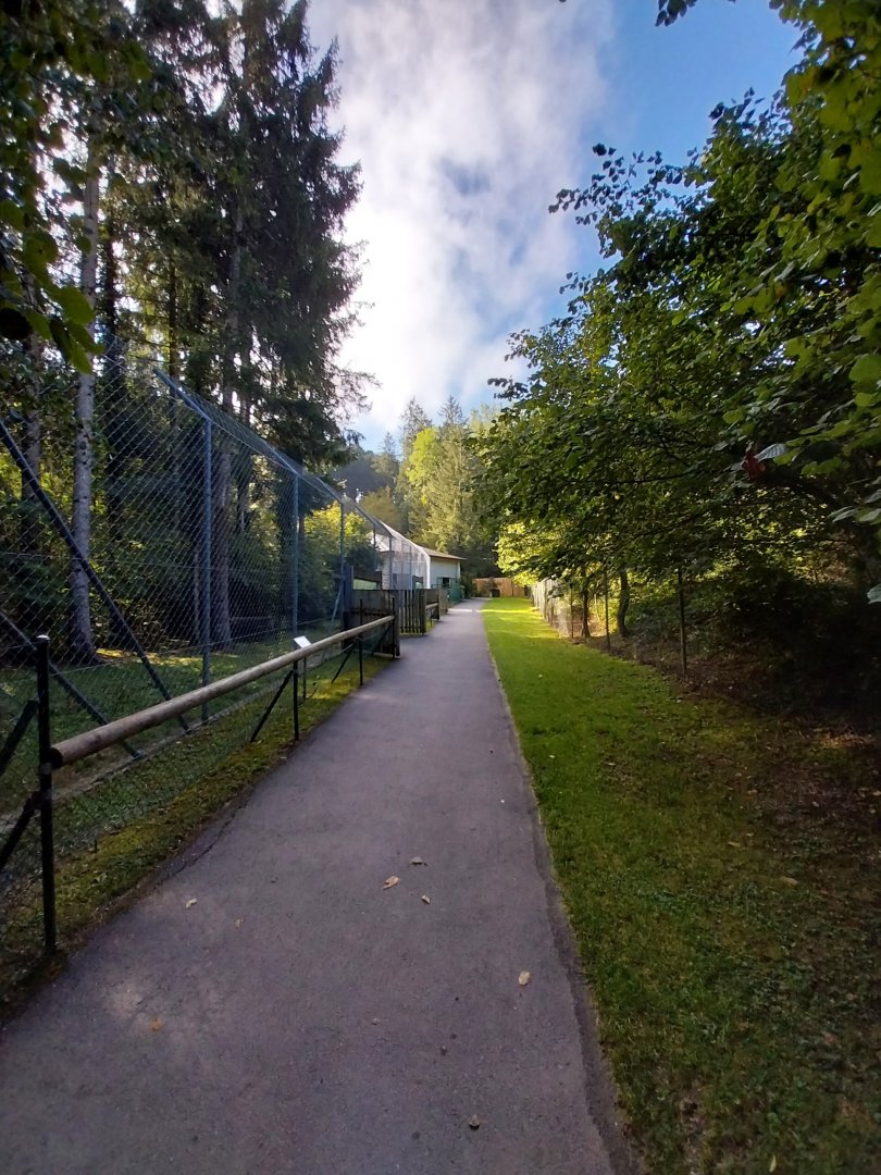 Snow leopard enclosure