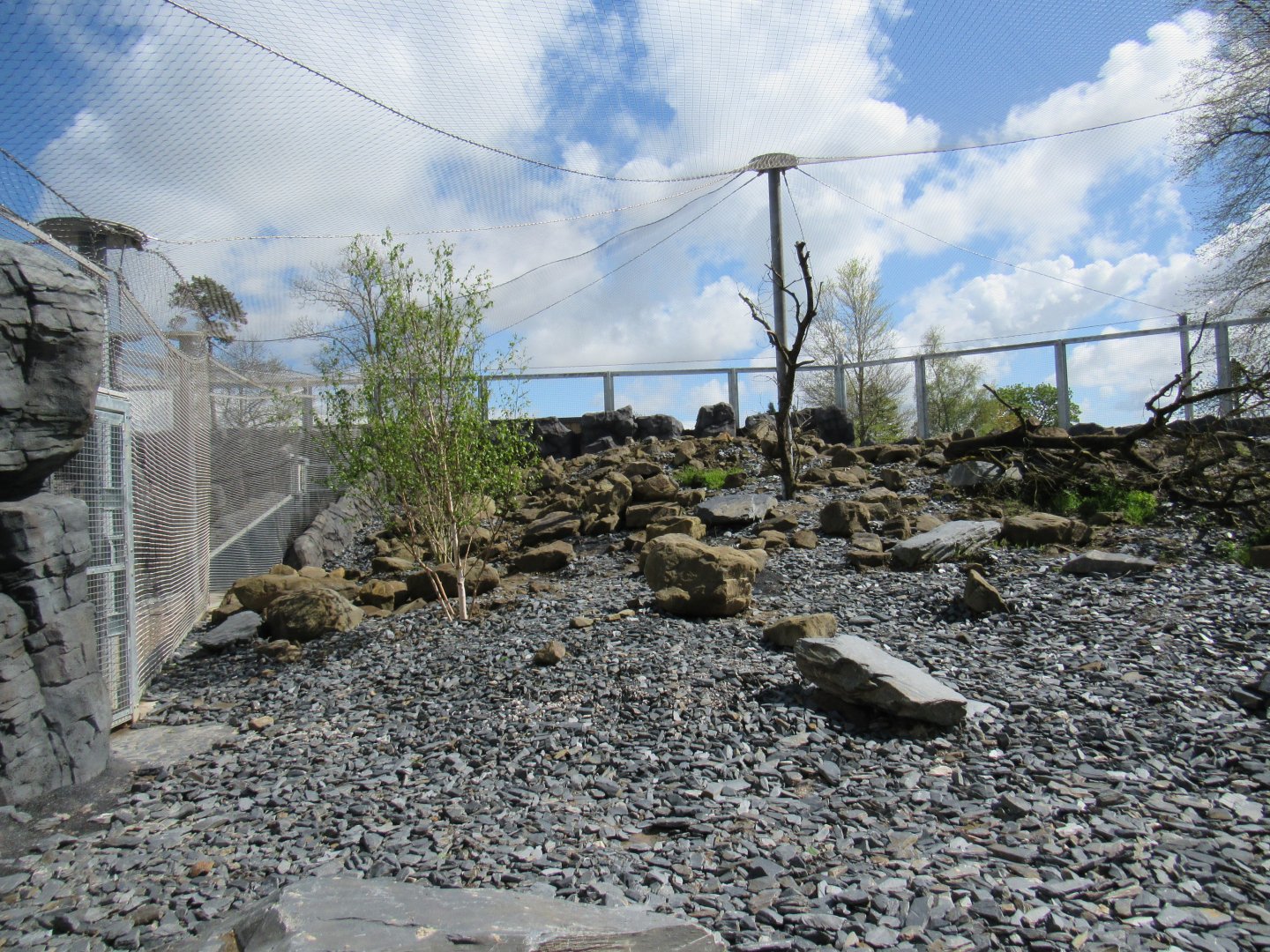 Snow leopard enclosure