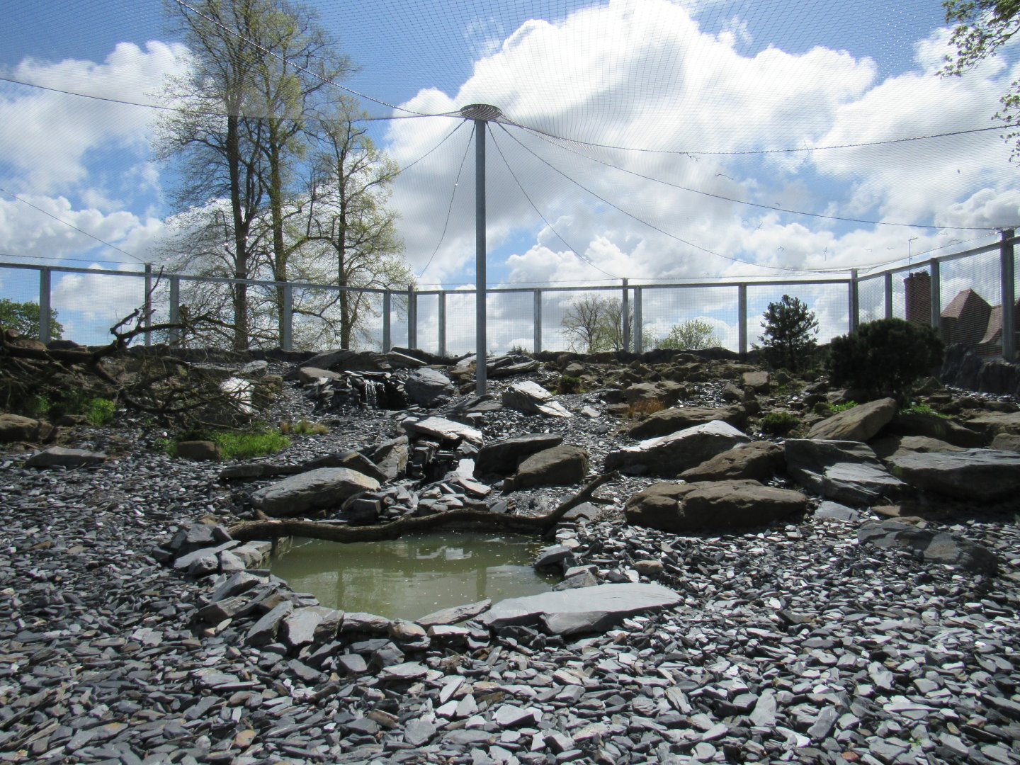 Snow leopard enclosure