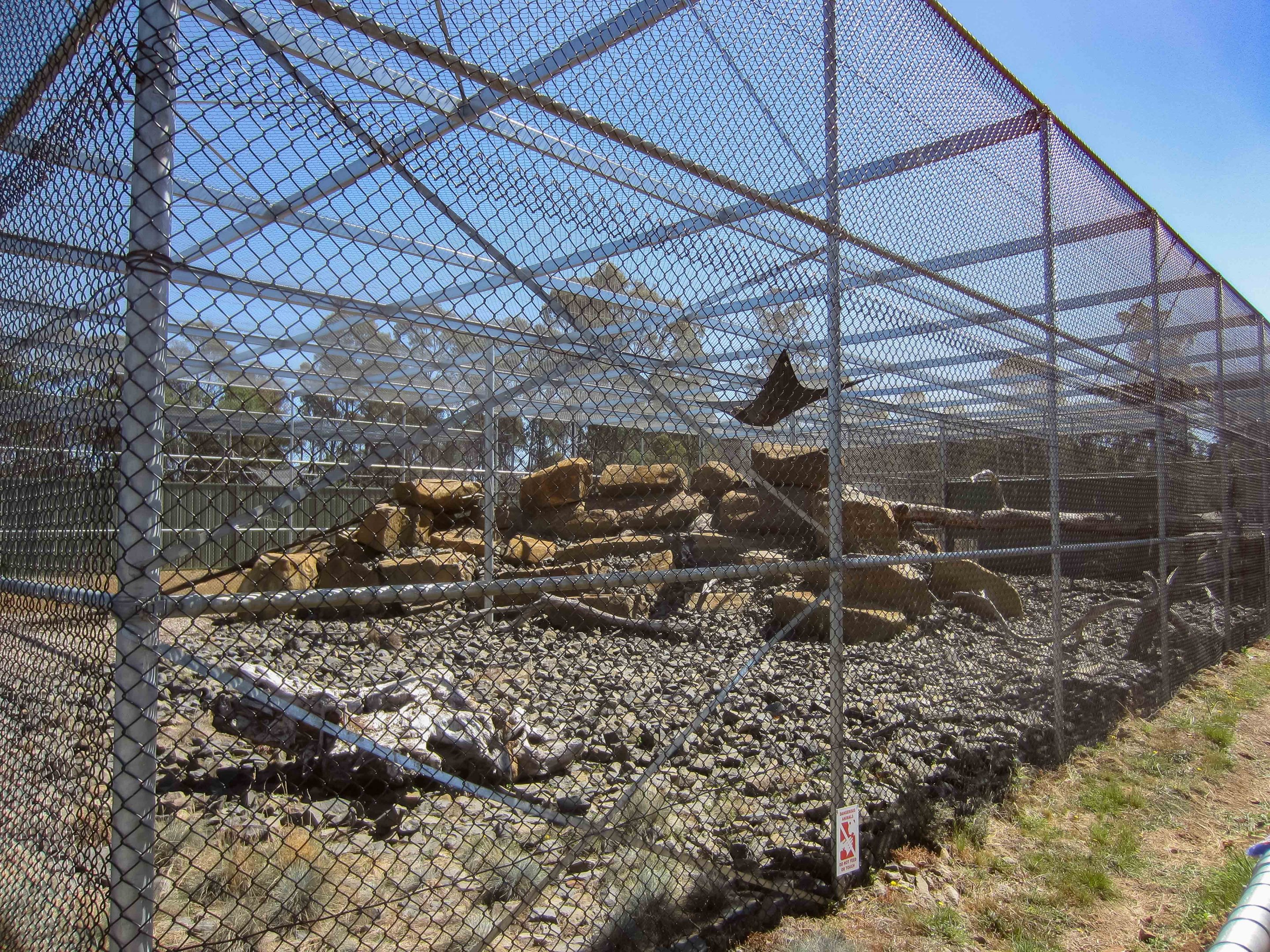 Snow Leopard enclosure
