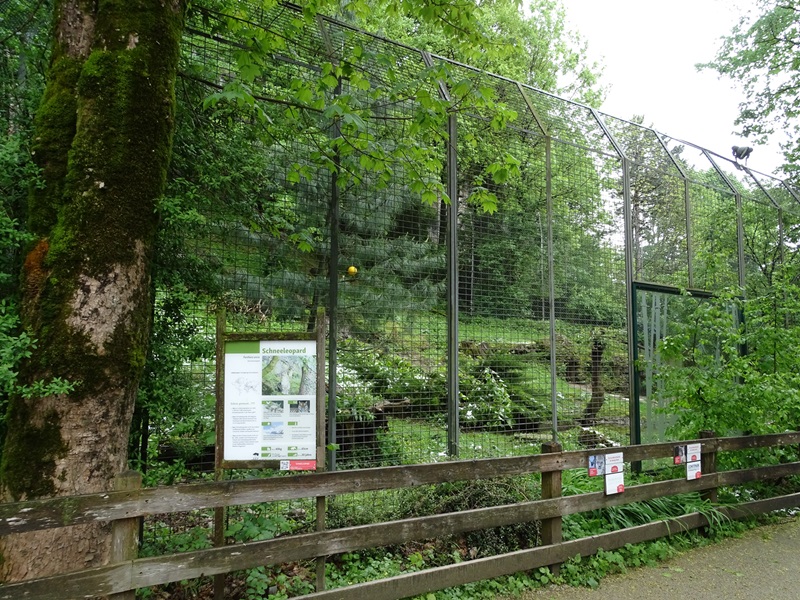 Snow leopard enclosure