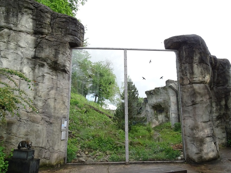 Snow leopard enclosure