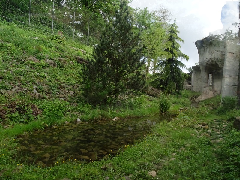 Snow leopard enclosure