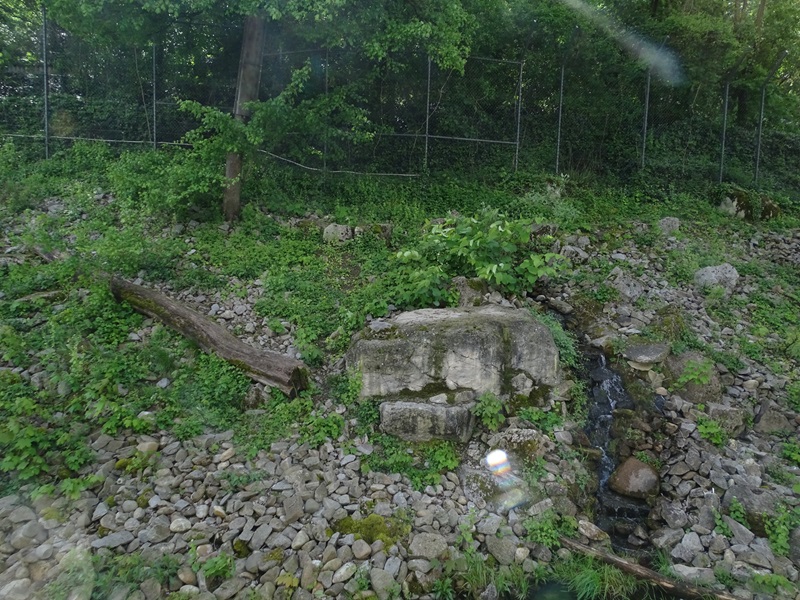 Snow leopard enclosure