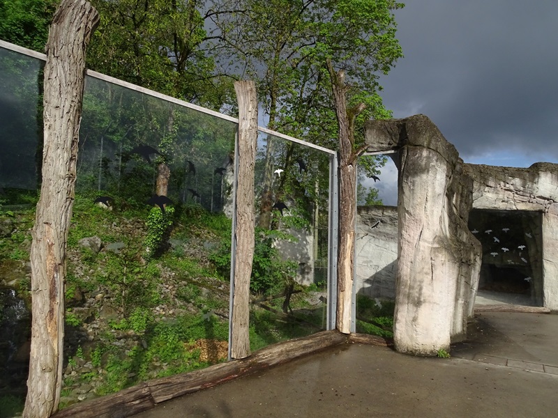 Snow leopard enclosure