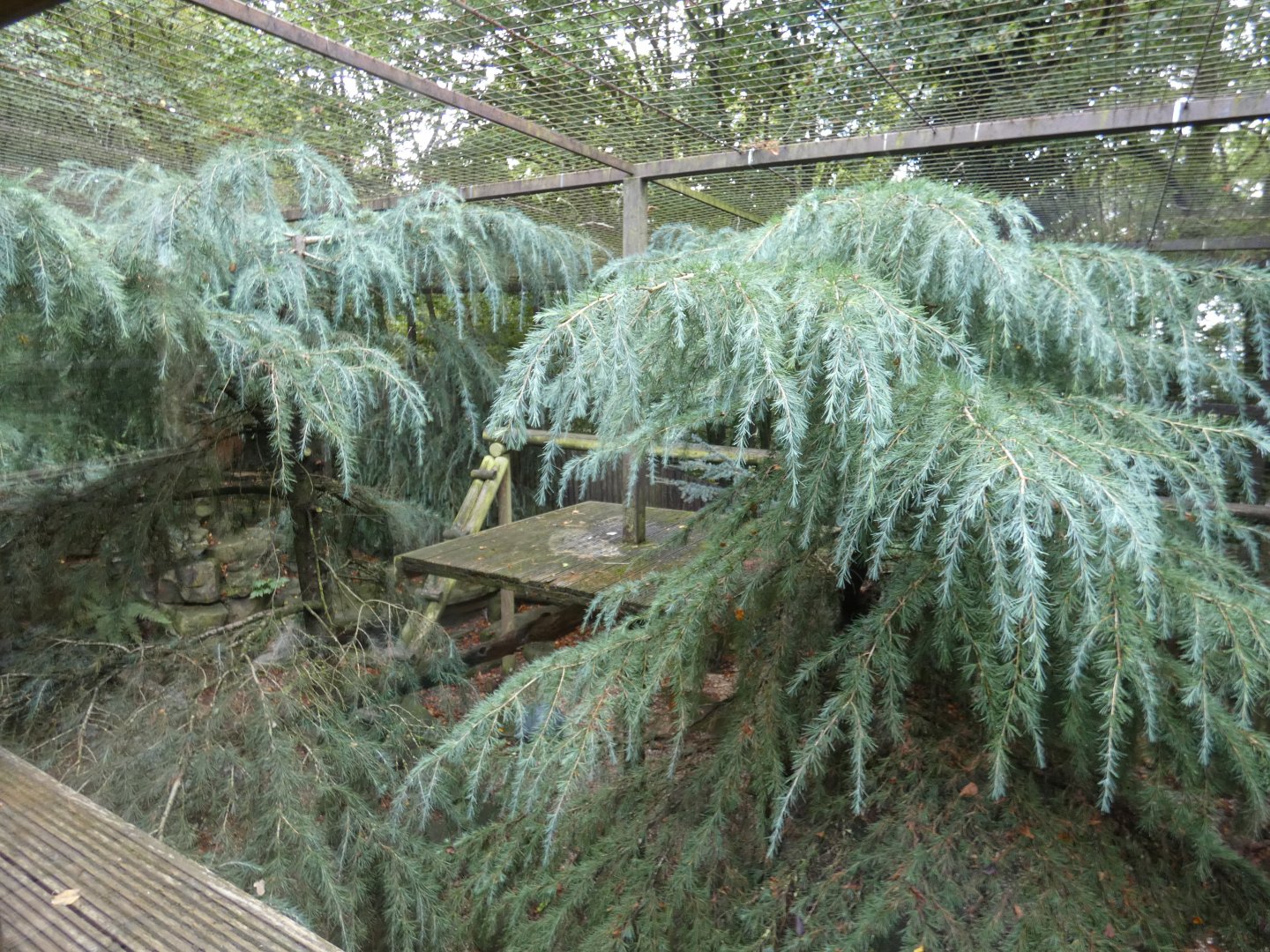 Snow leopard enclosure