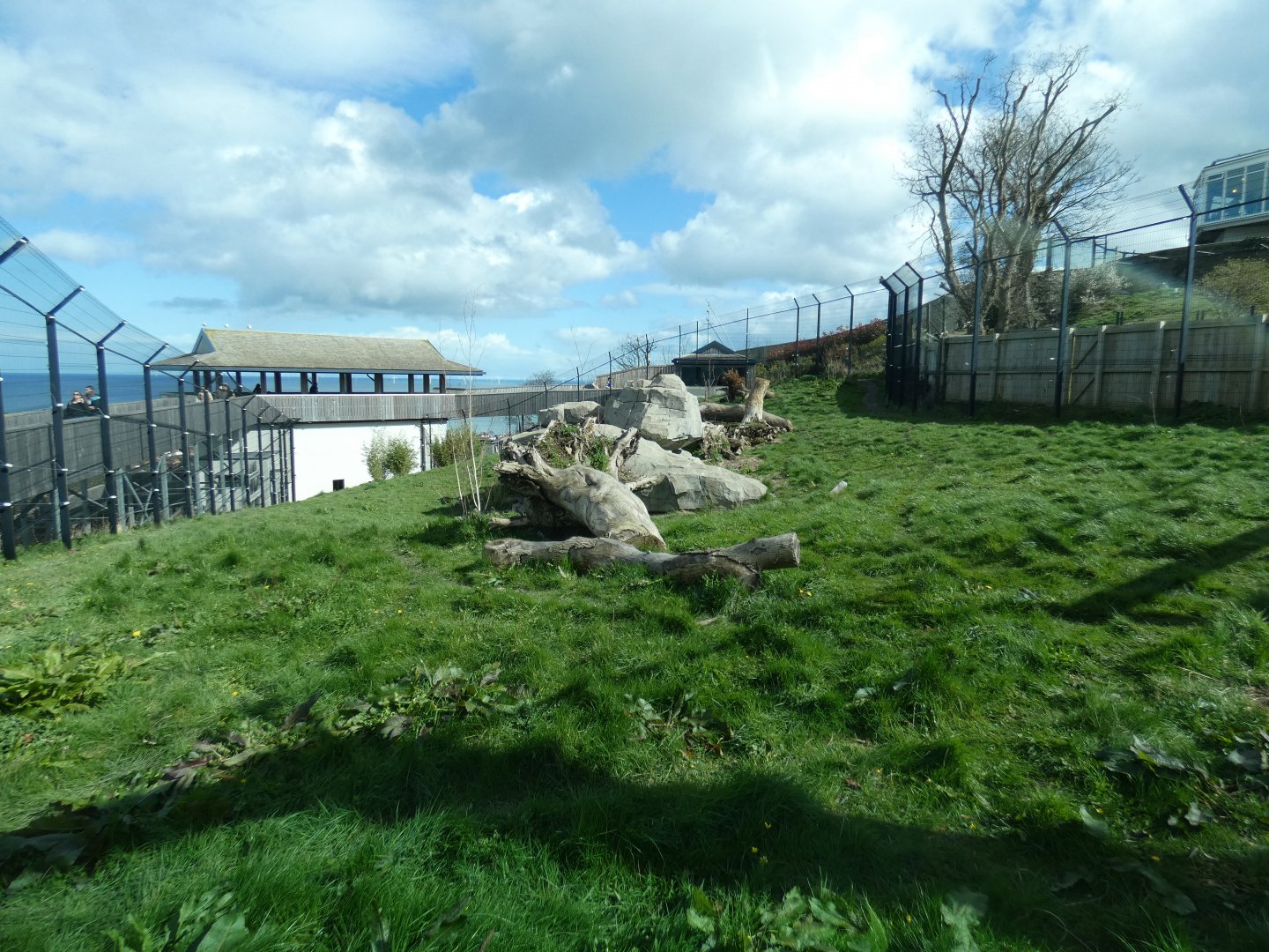 Snow leopard enclosure
