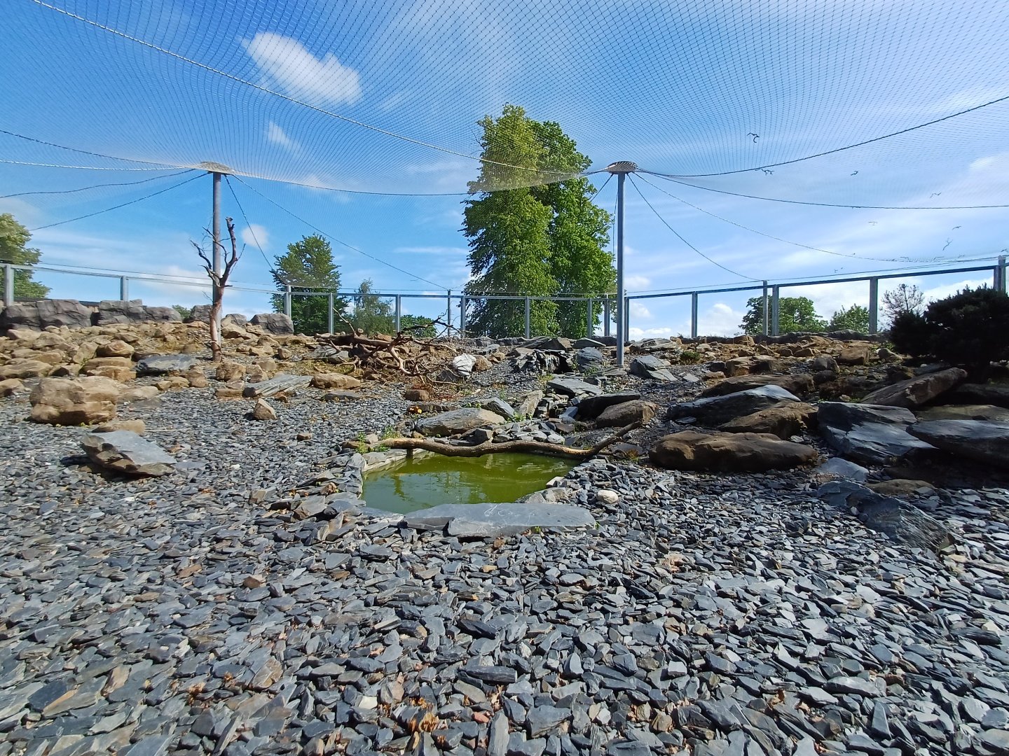 Snow Leopard- Enclosure