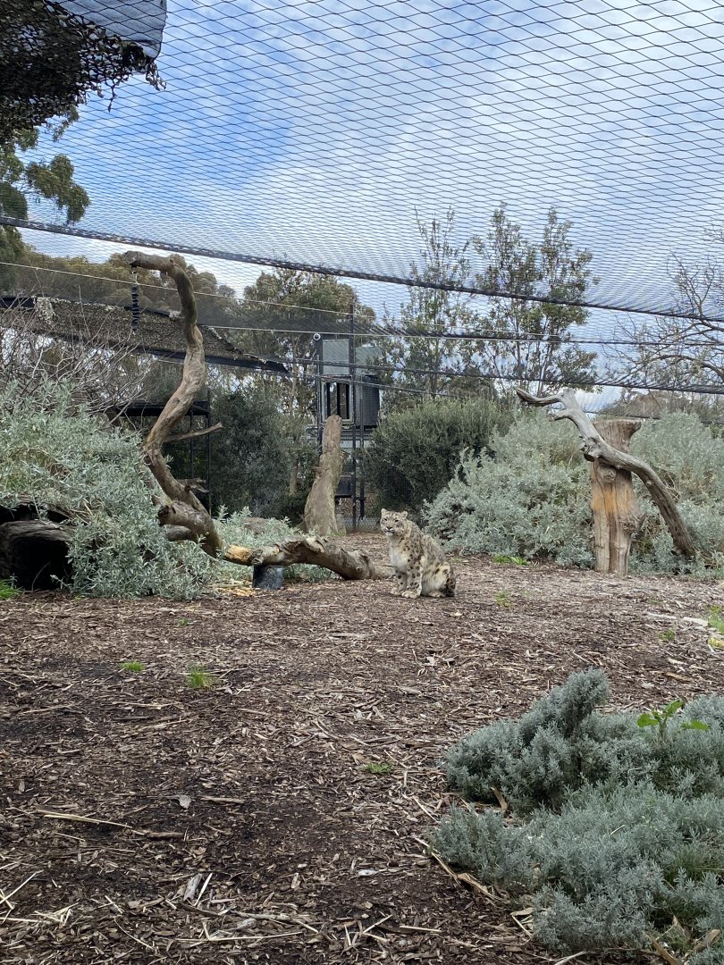 Snow Leopard enclosure