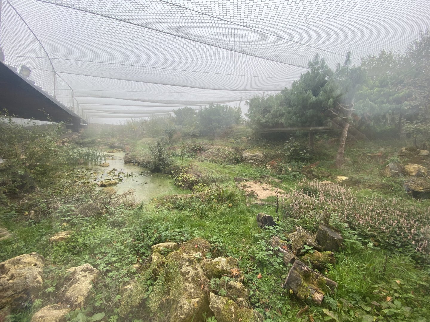 Snow leopard enclosure